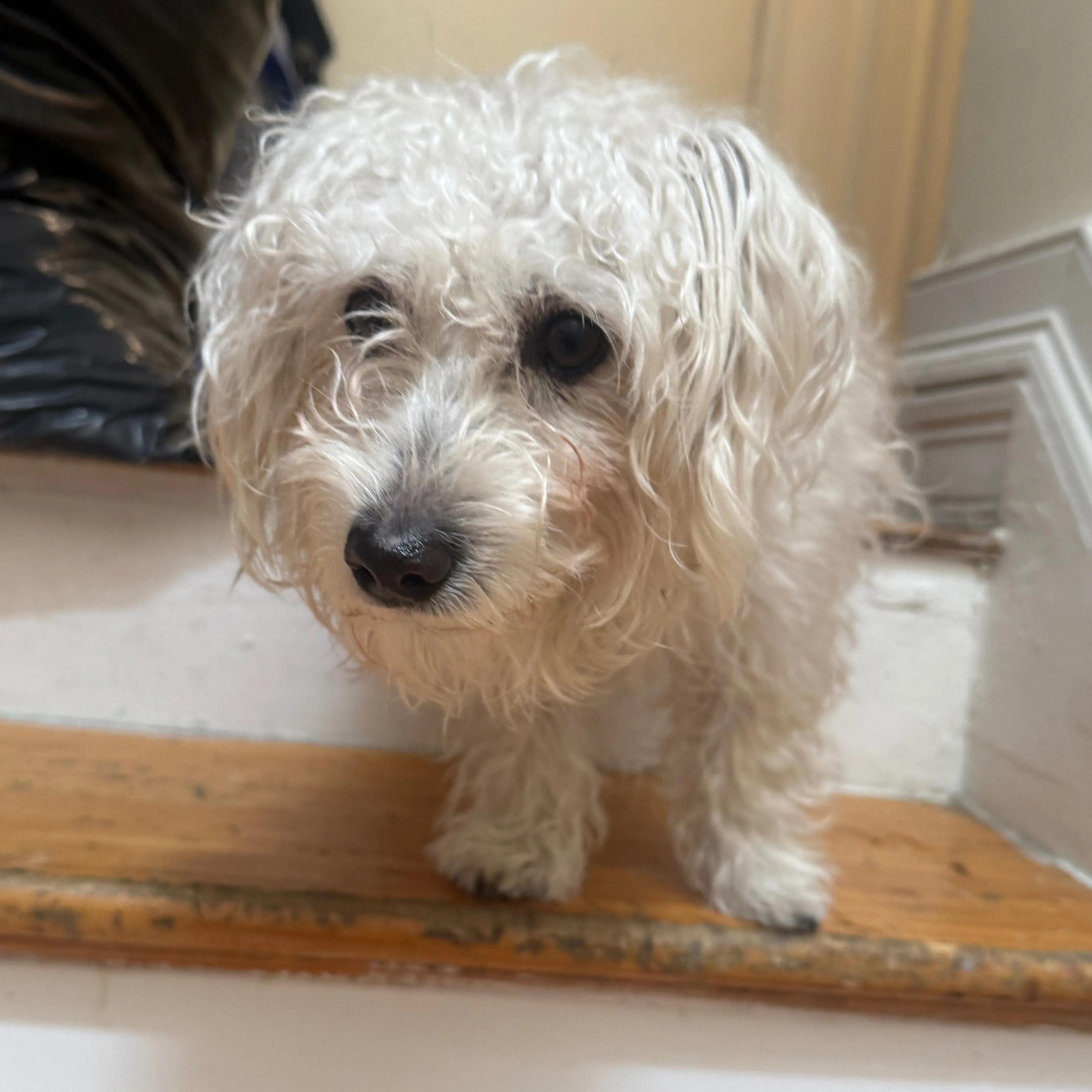 Lost pet-1
