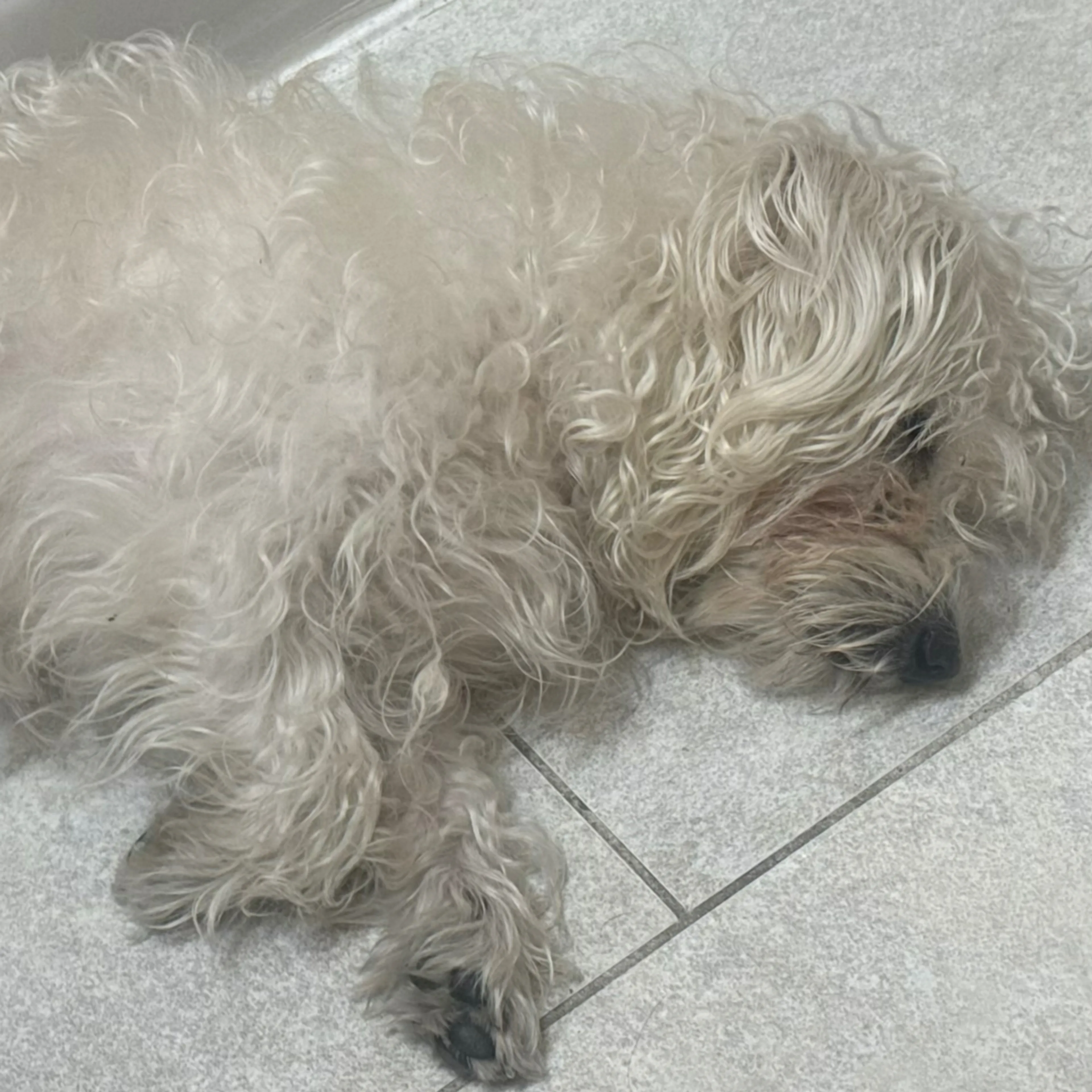Lost pet-3
