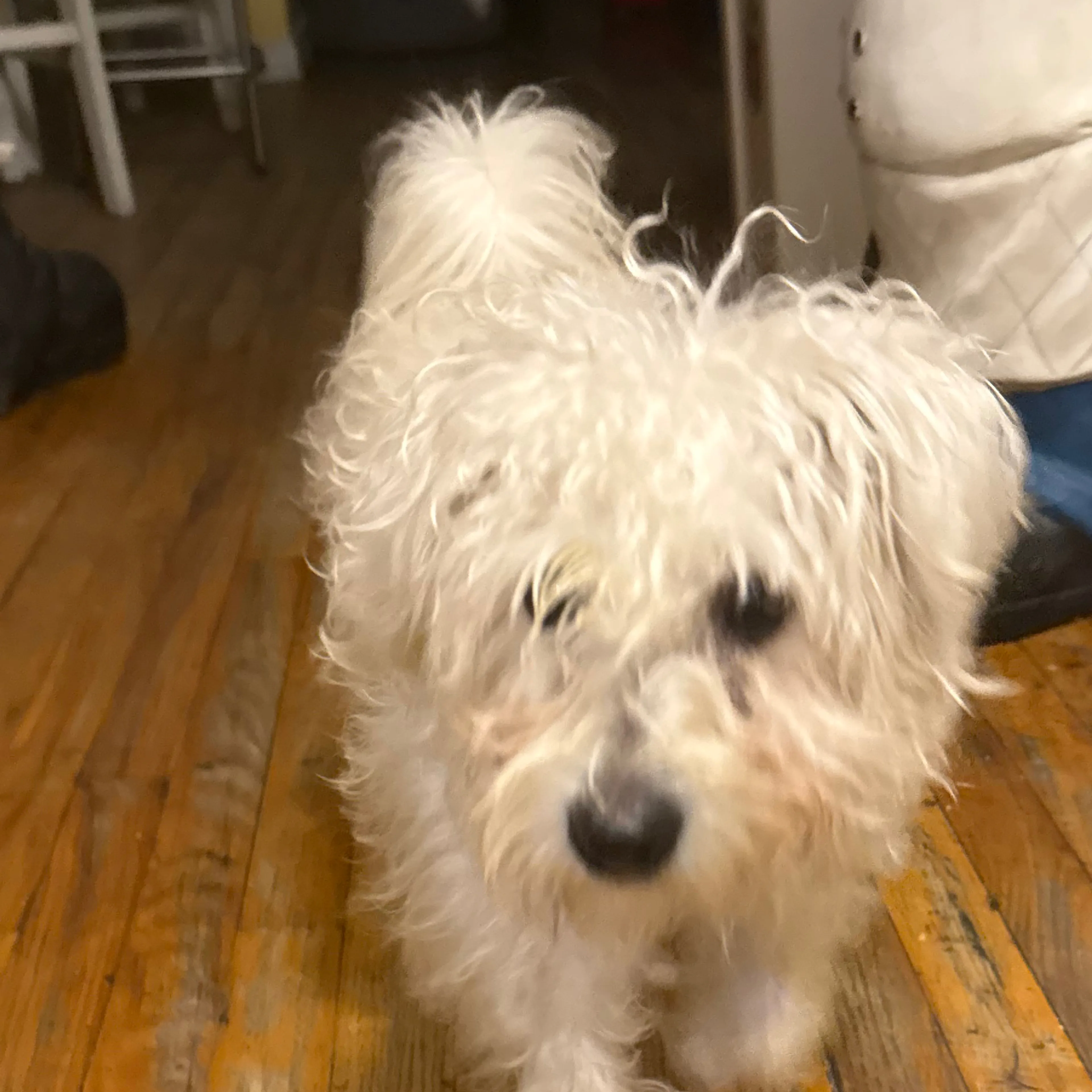 Lost pet-2