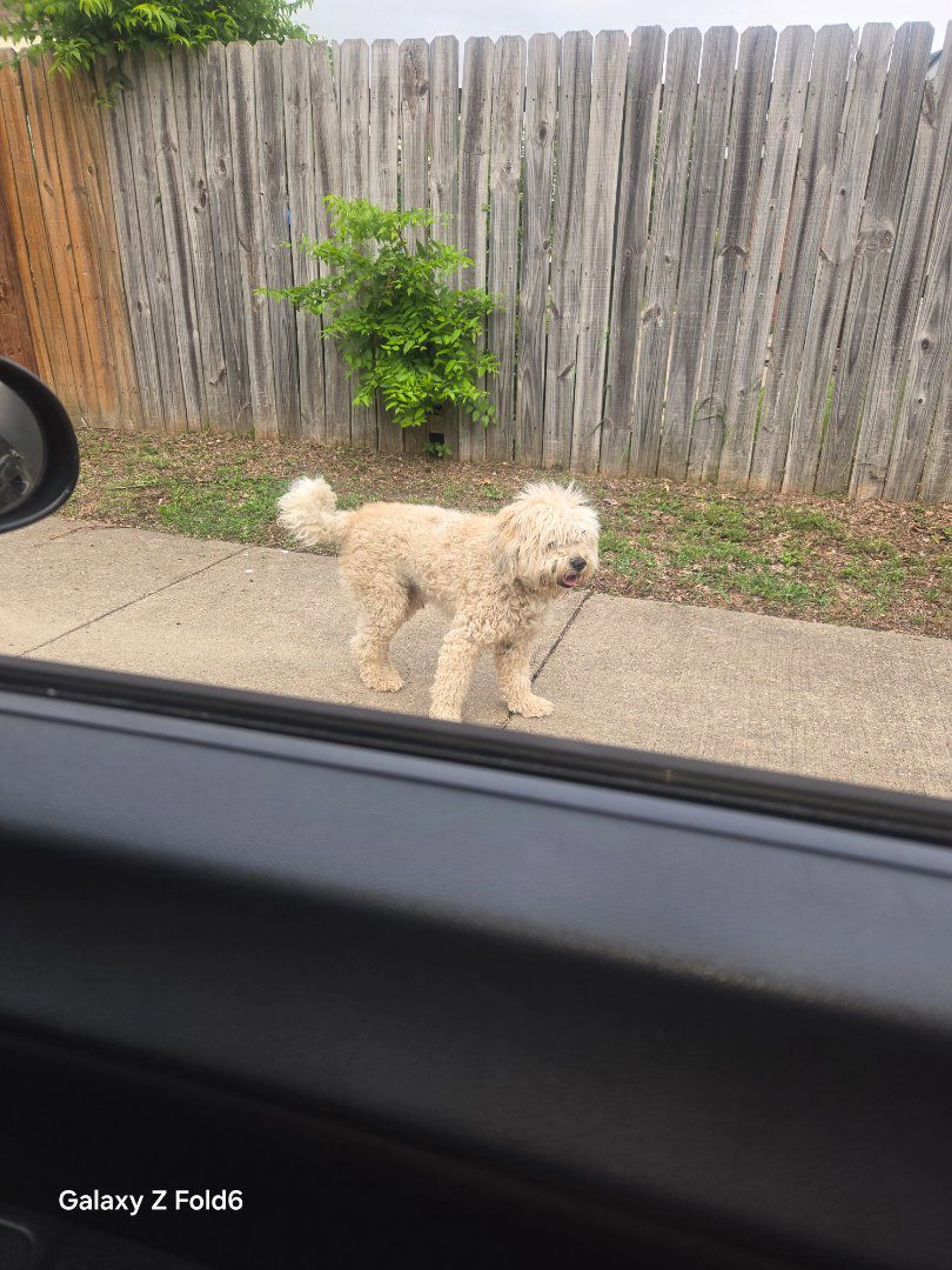 Lost pet