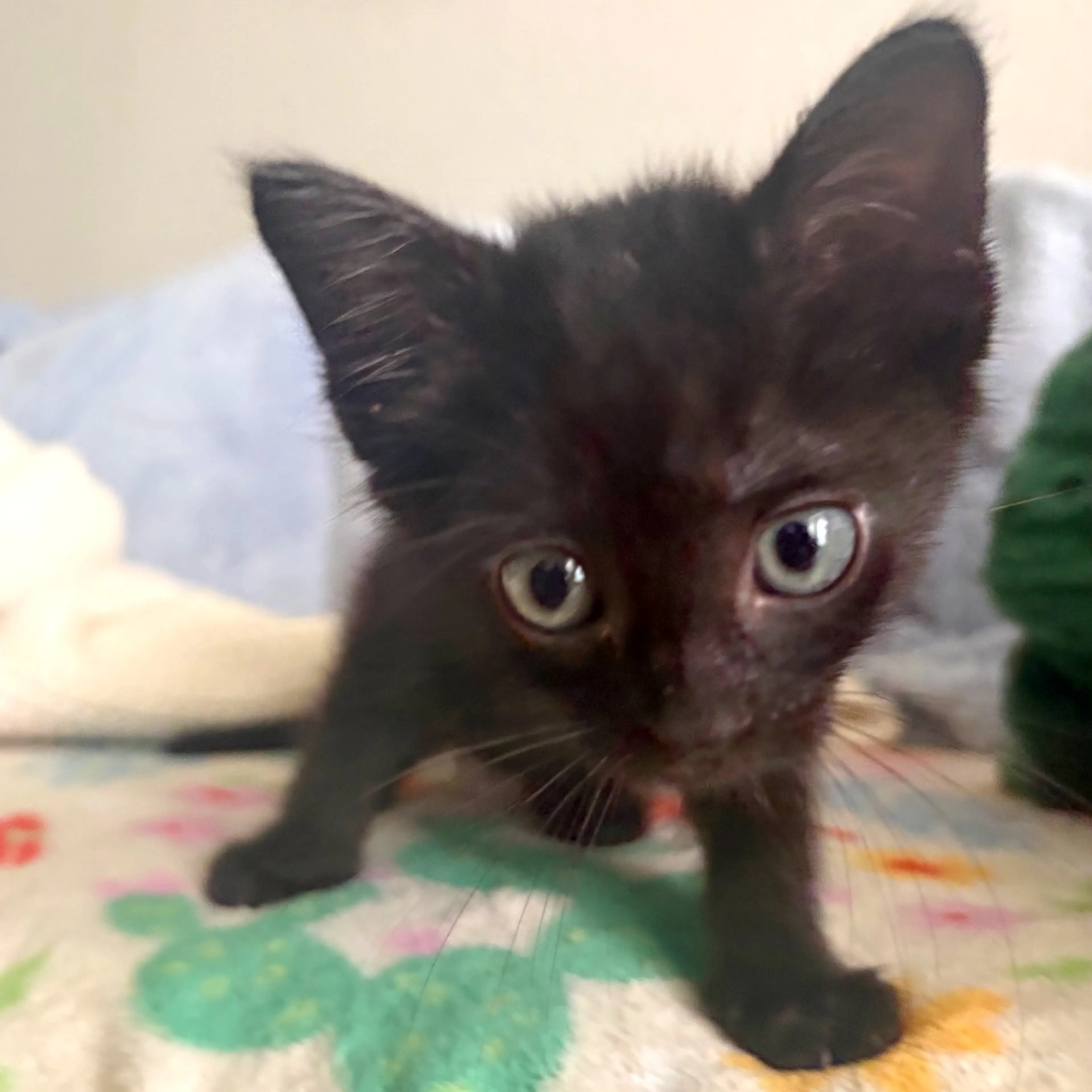 Found pet-5