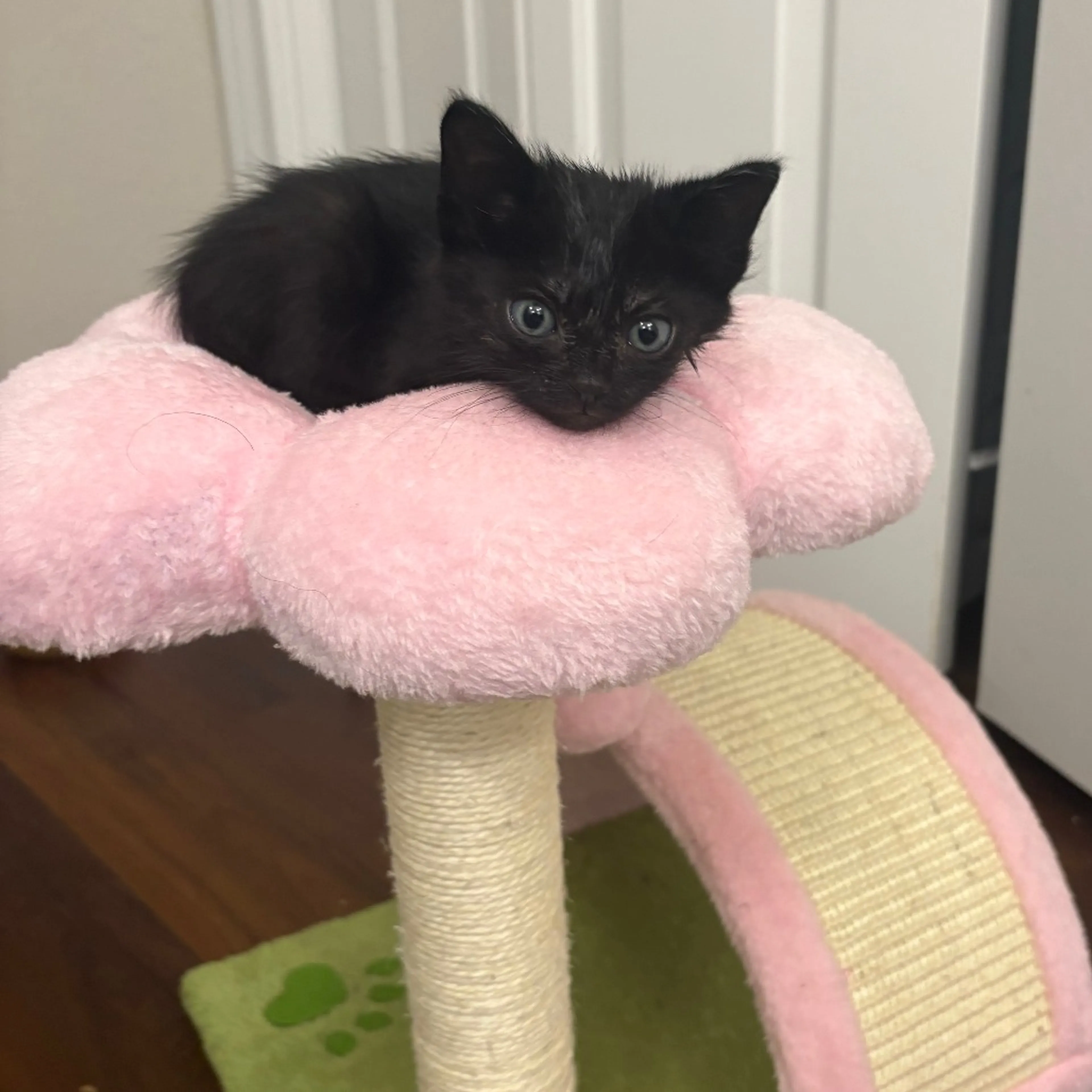 Found pet-2