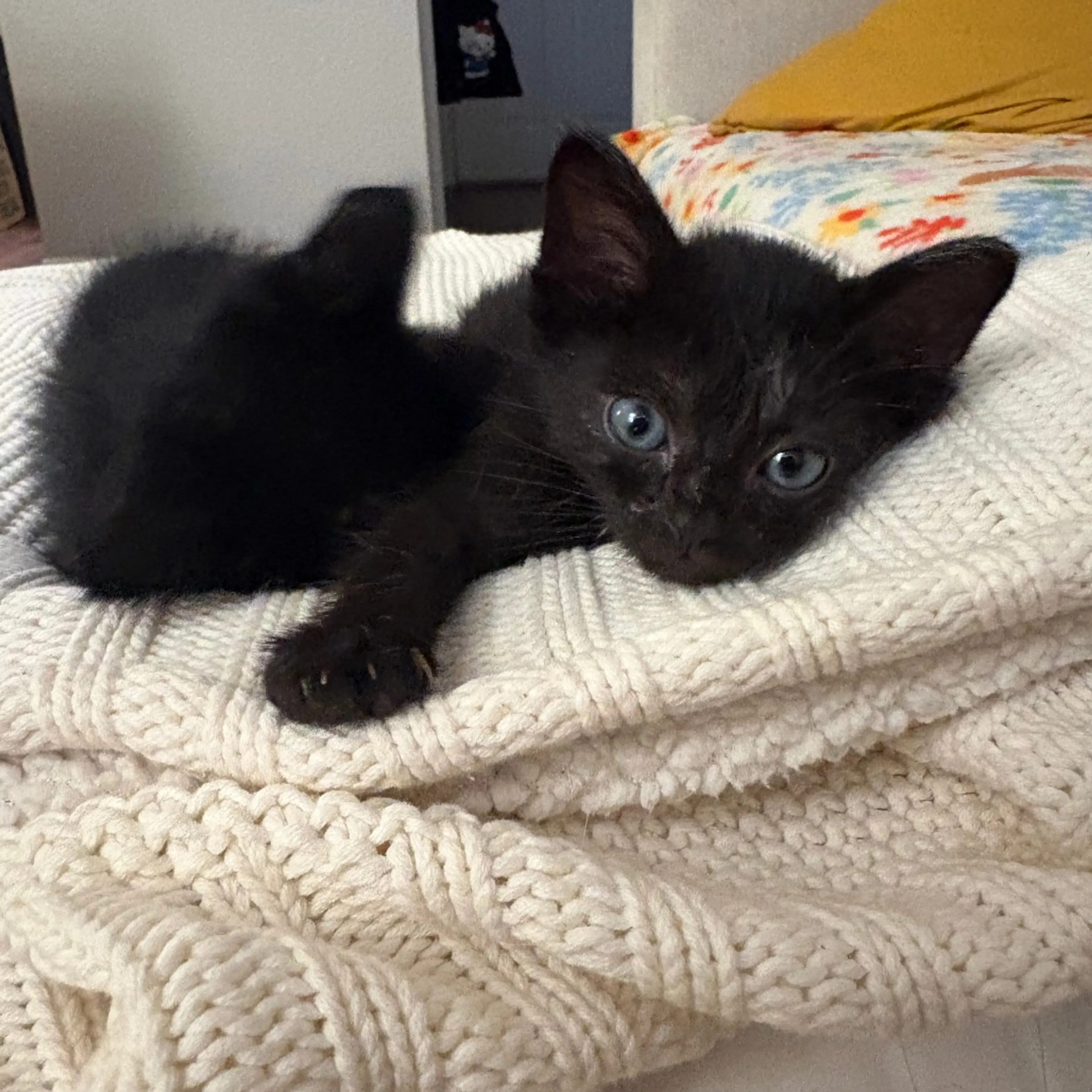 Found pet-3