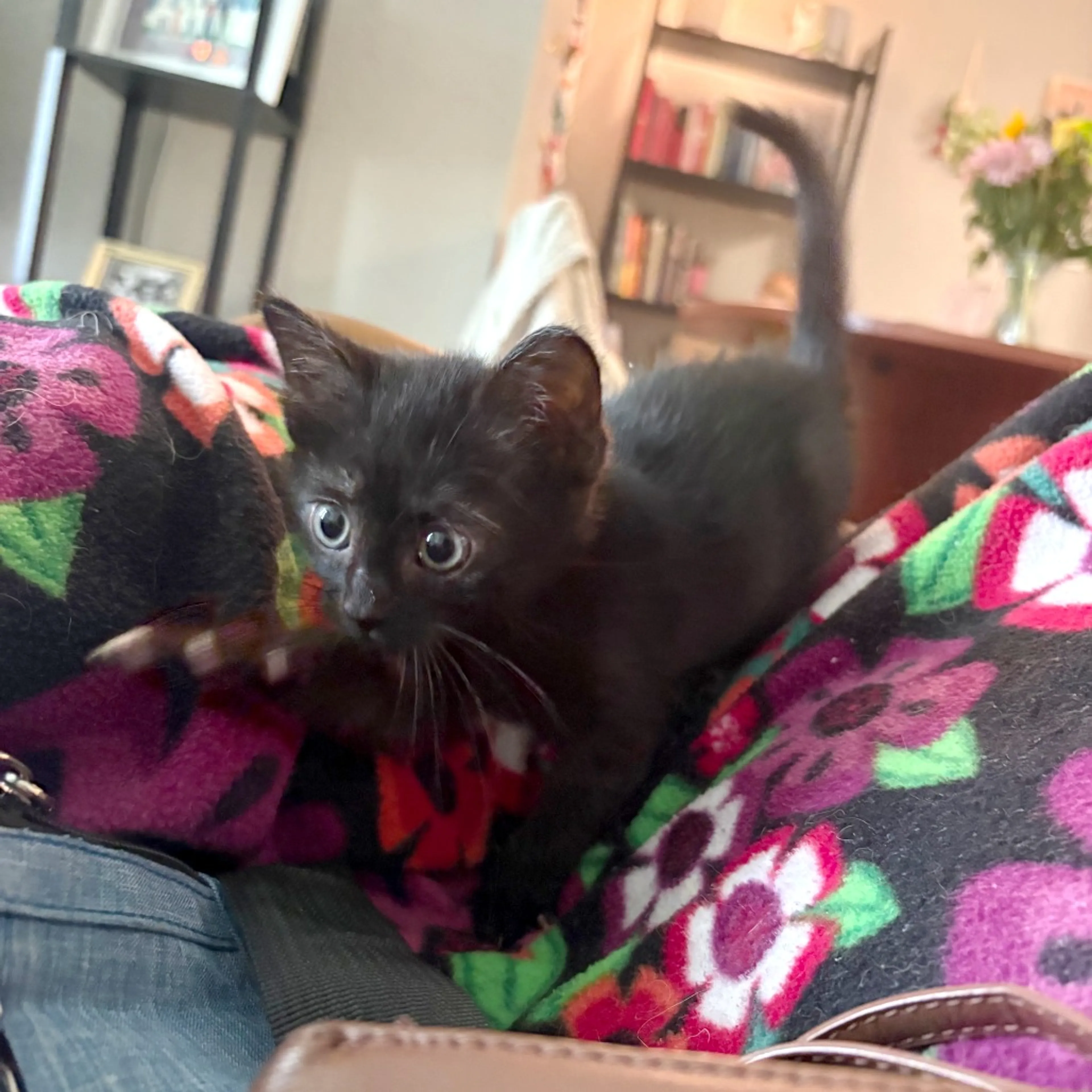 Found pet-6