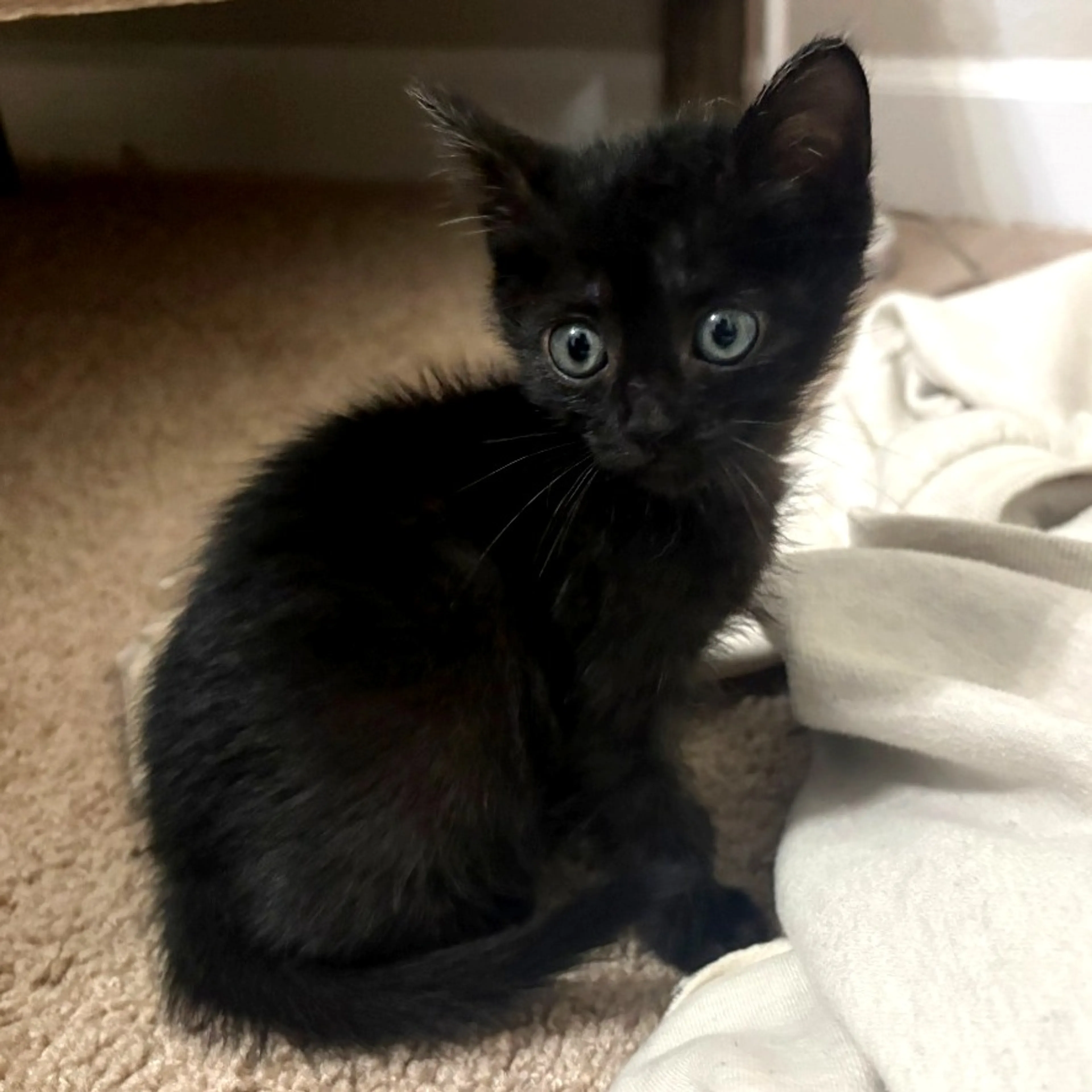 Found pet-0