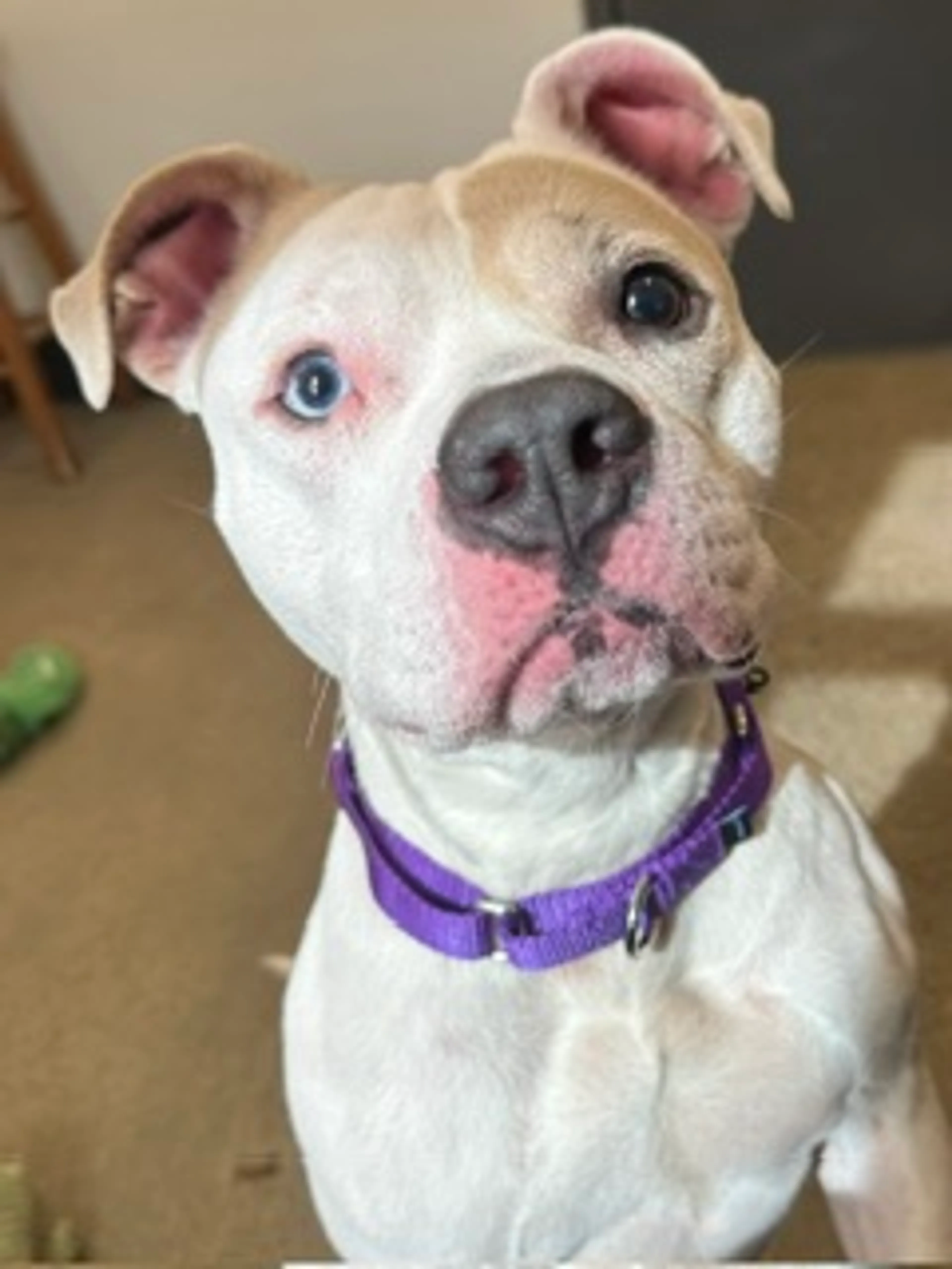 Found pet-1