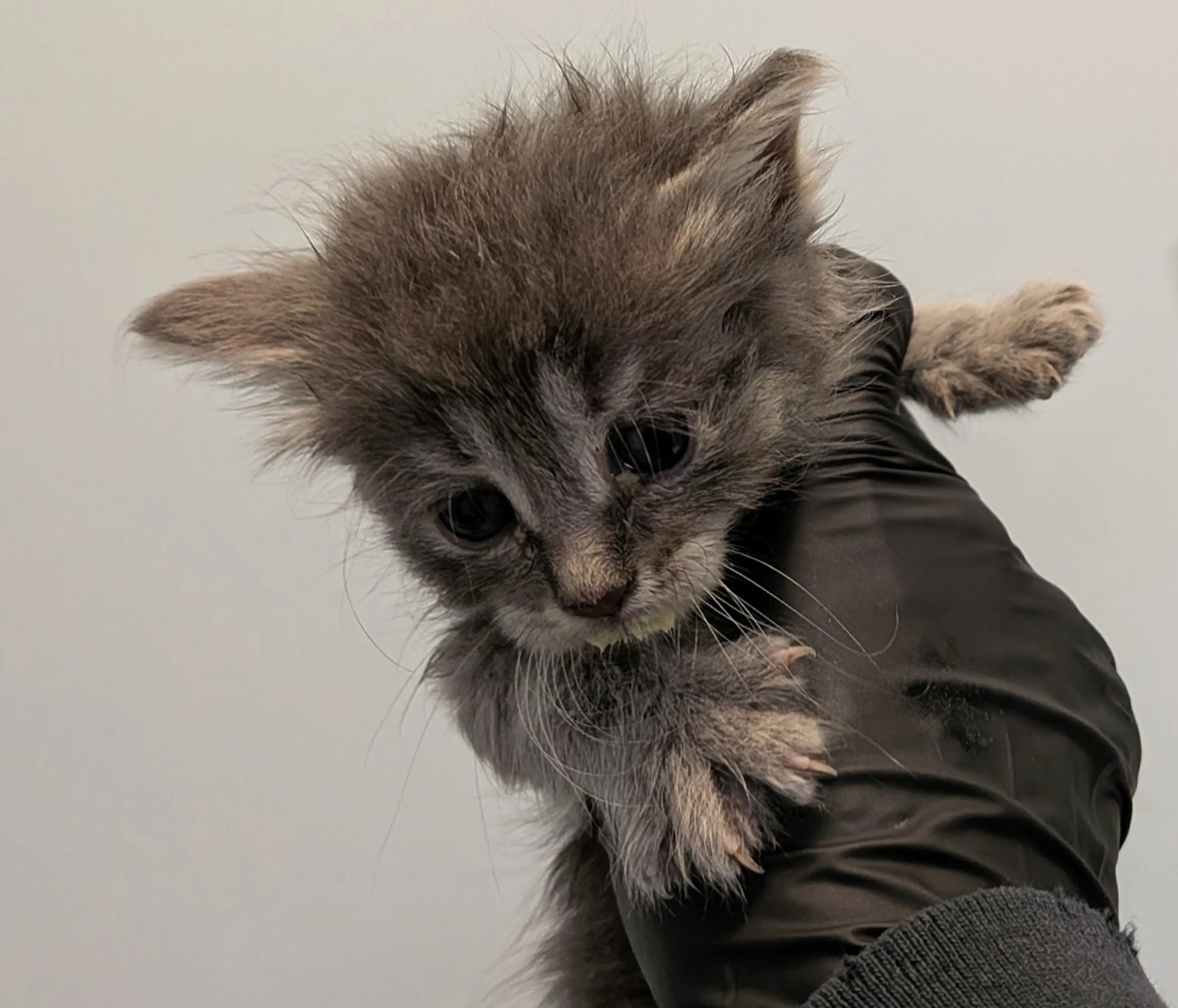 Found pet