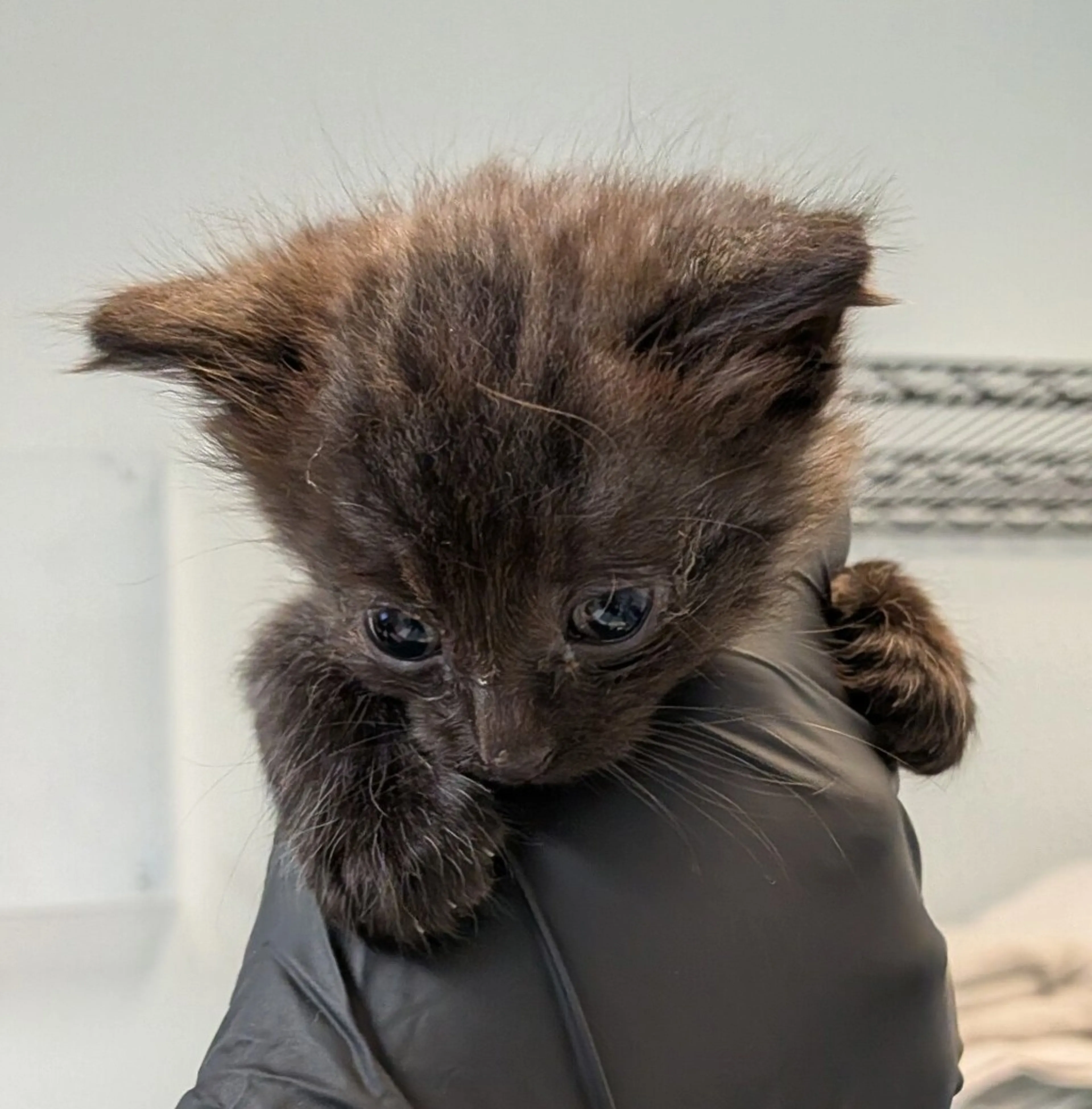 Found pet-0
