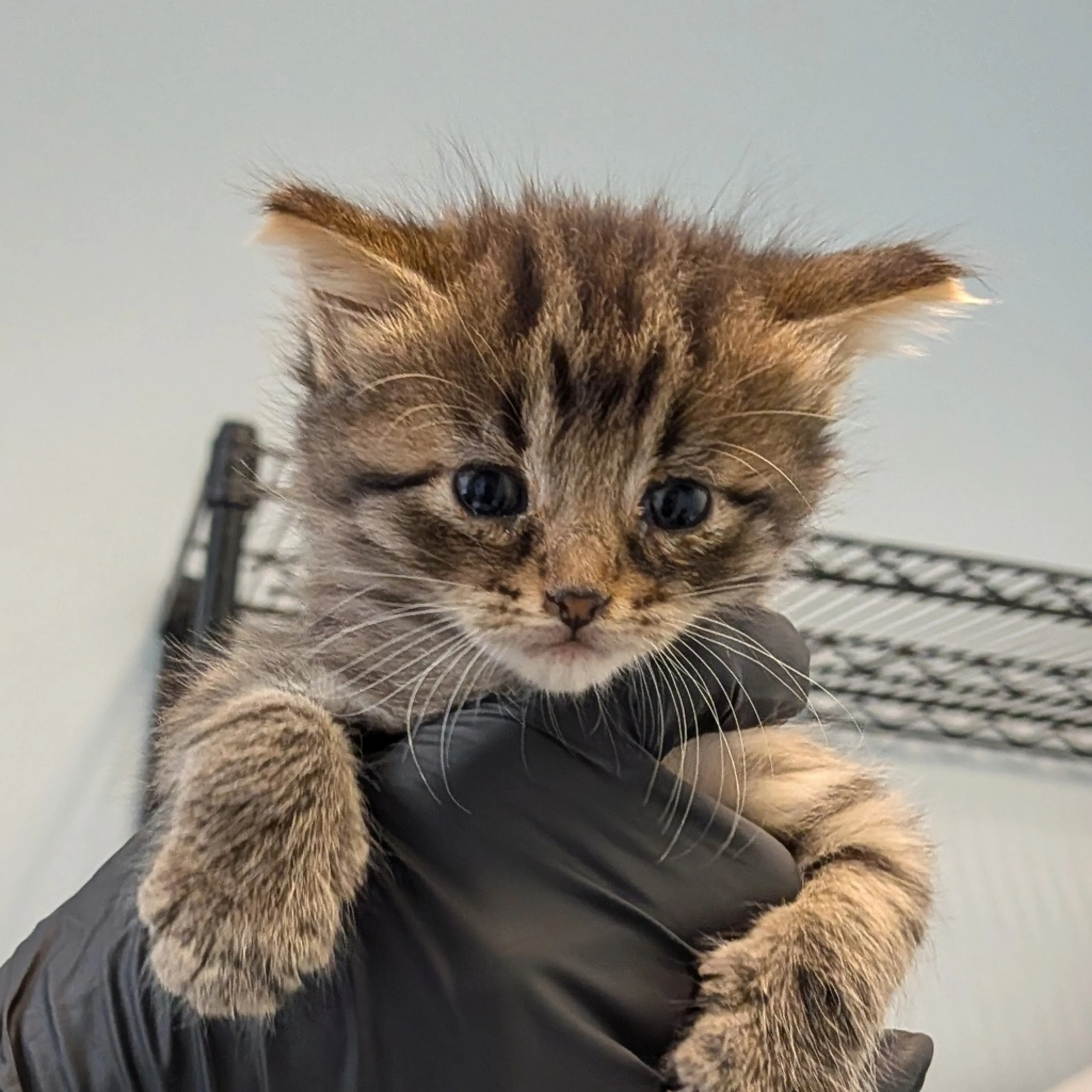 Found pet-2