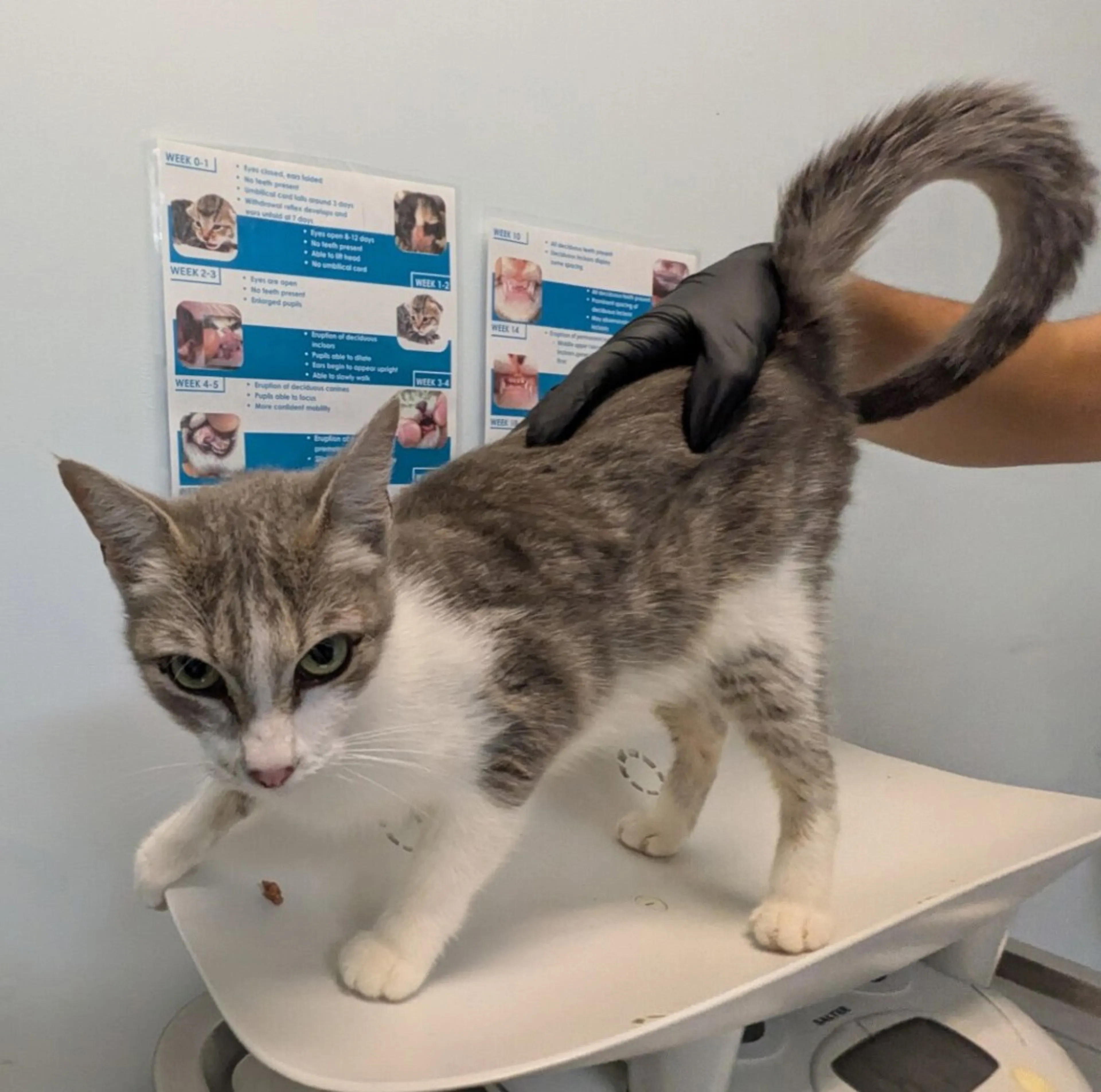 Found pet
