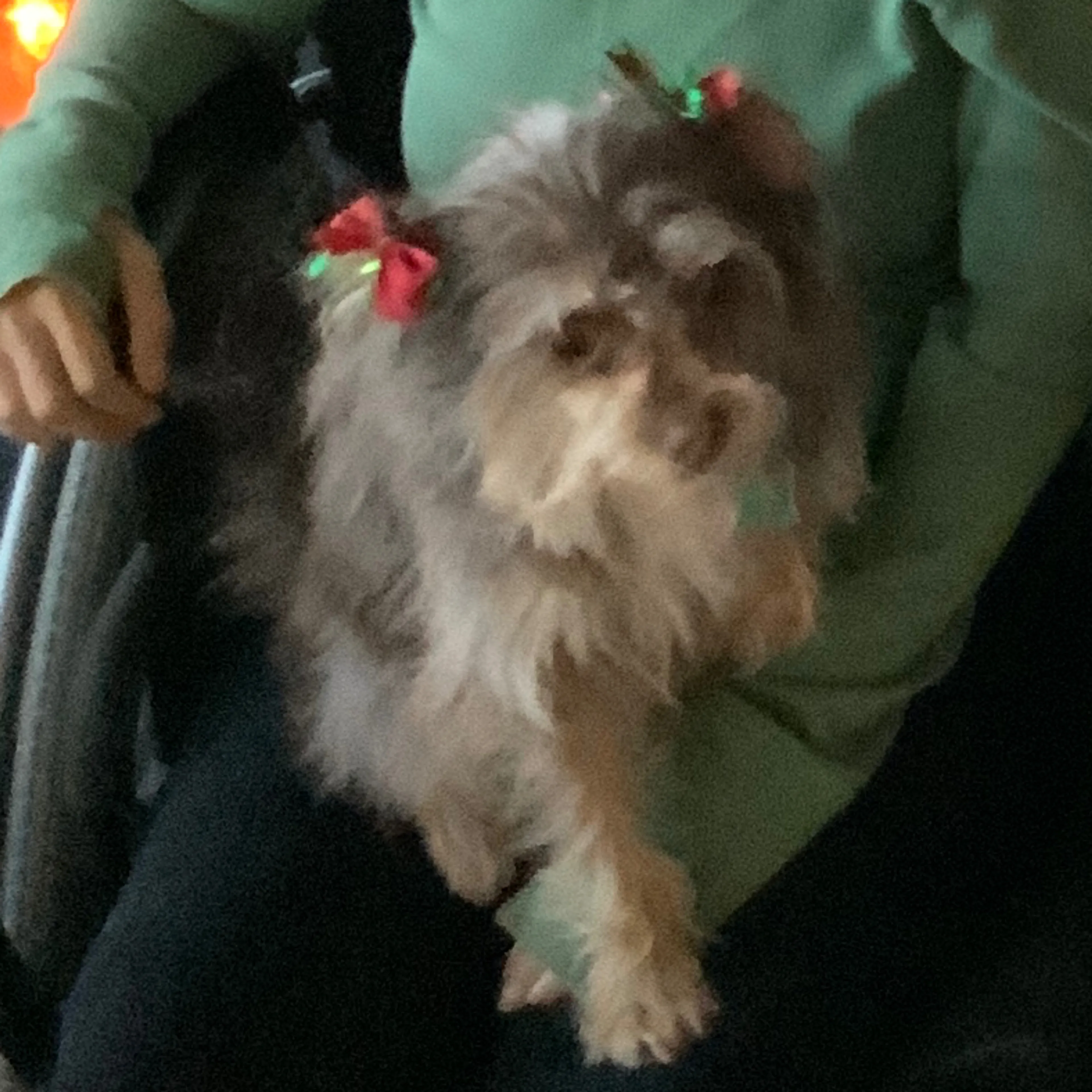 Lost pet-1