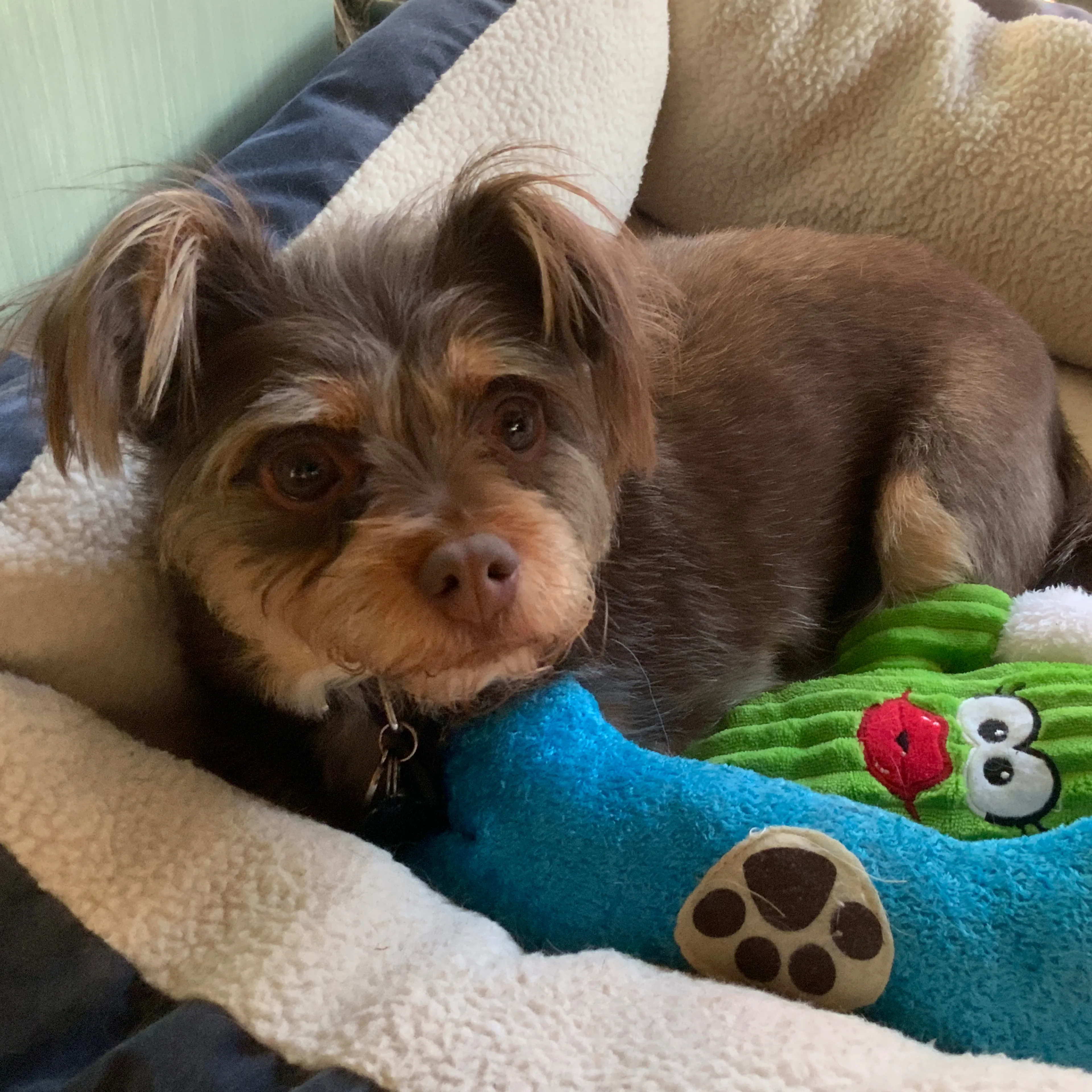 Lost pet-3