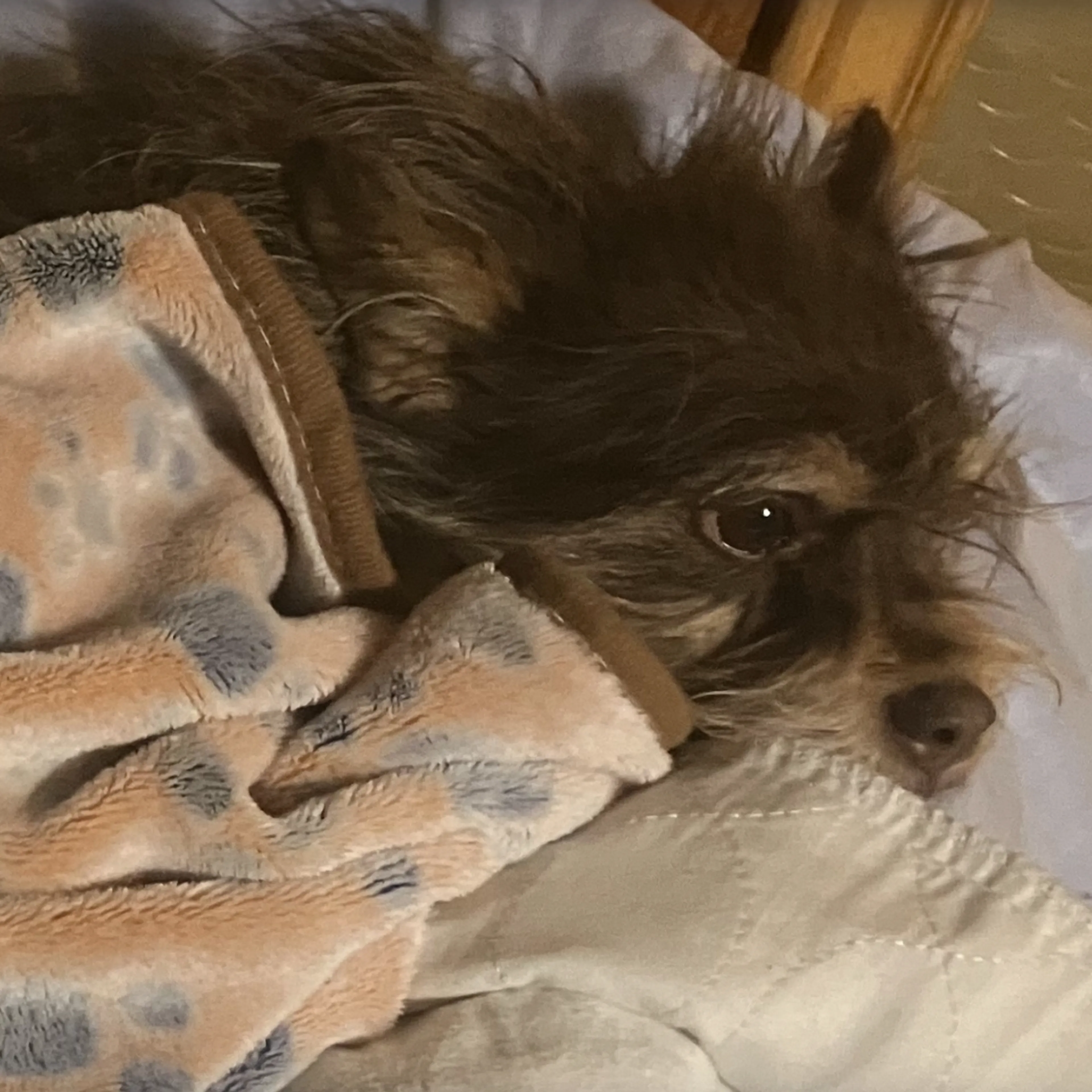 Lost pet-2