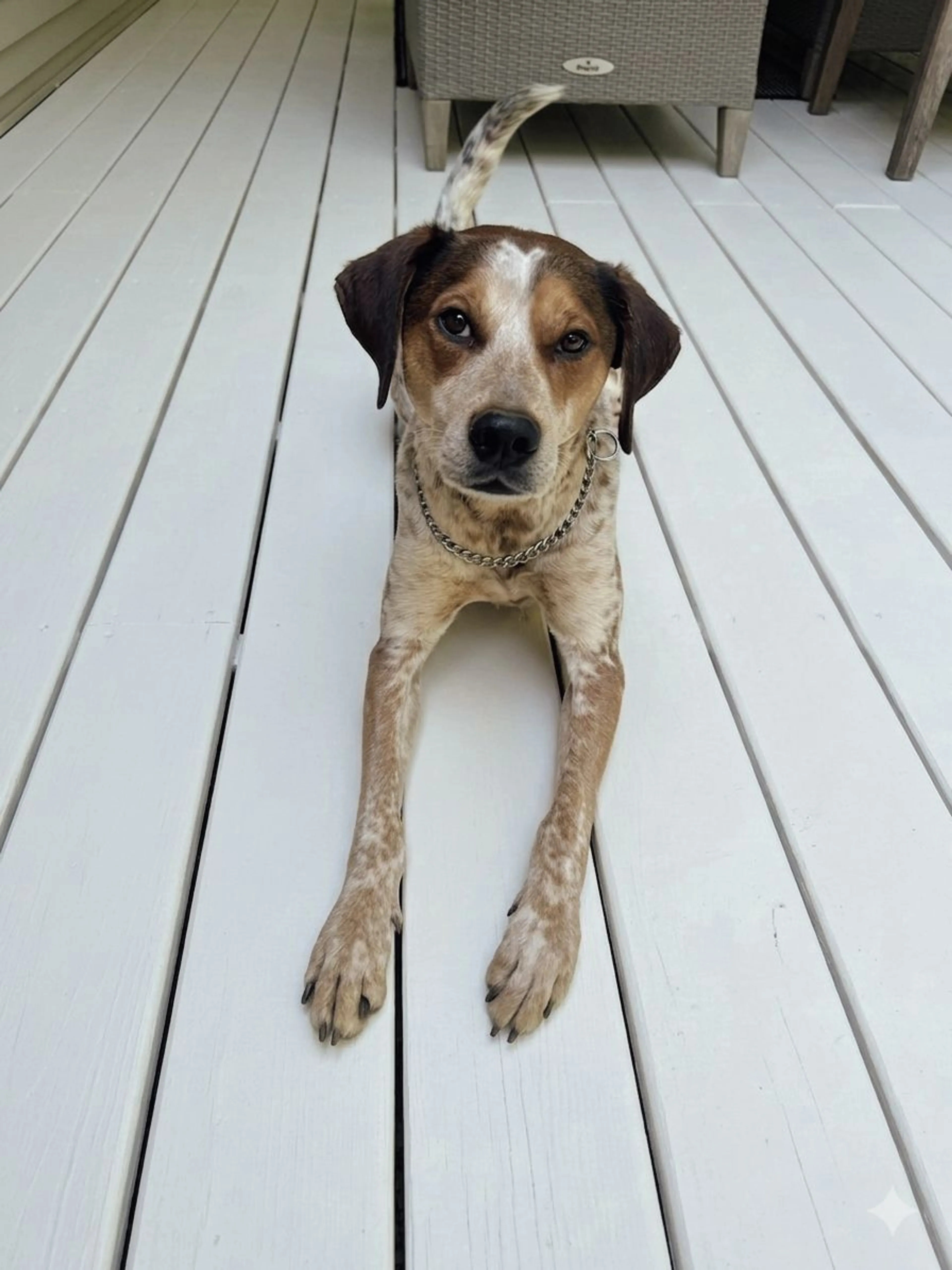 Lost pet