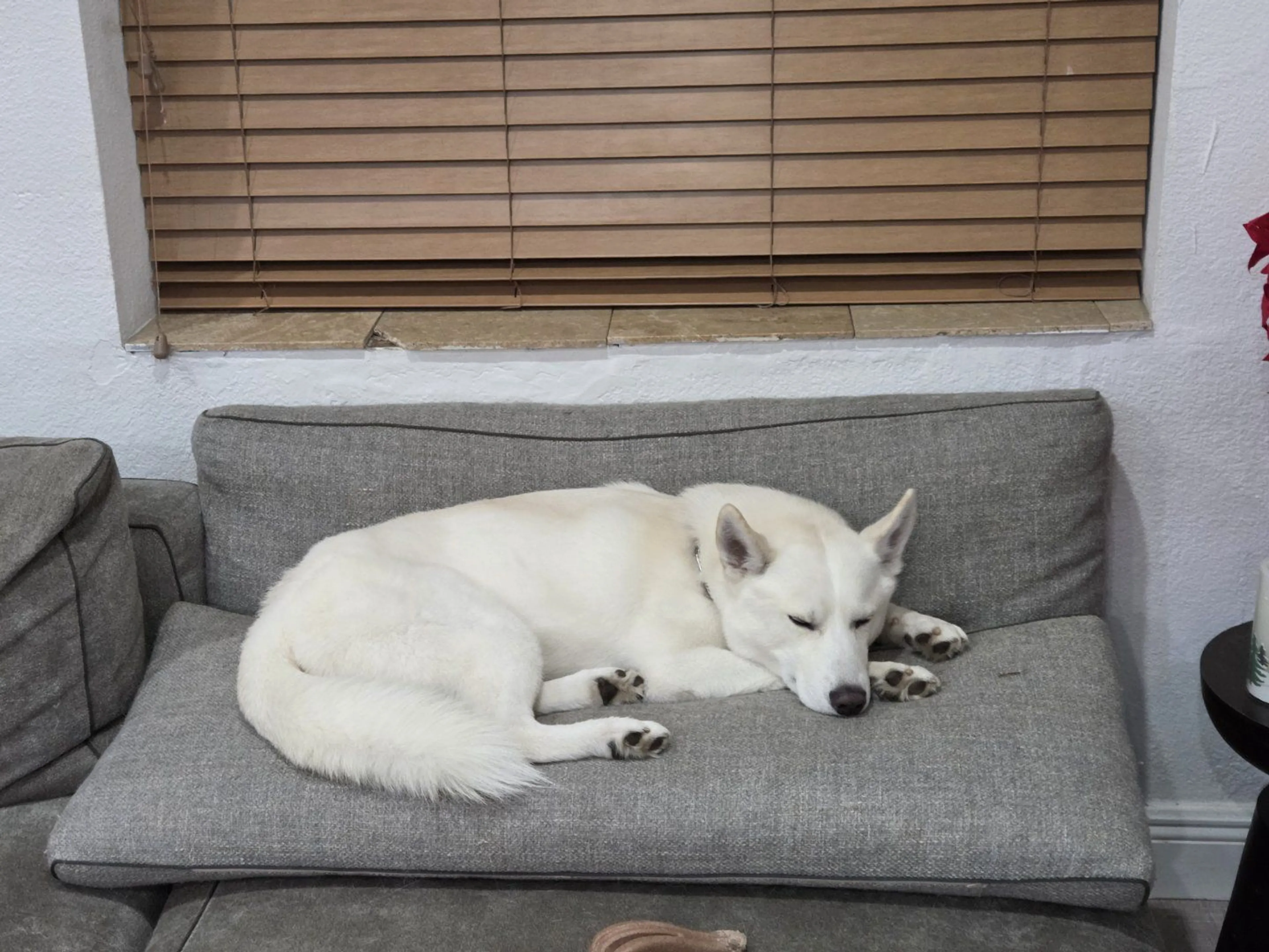 Lost pet-2