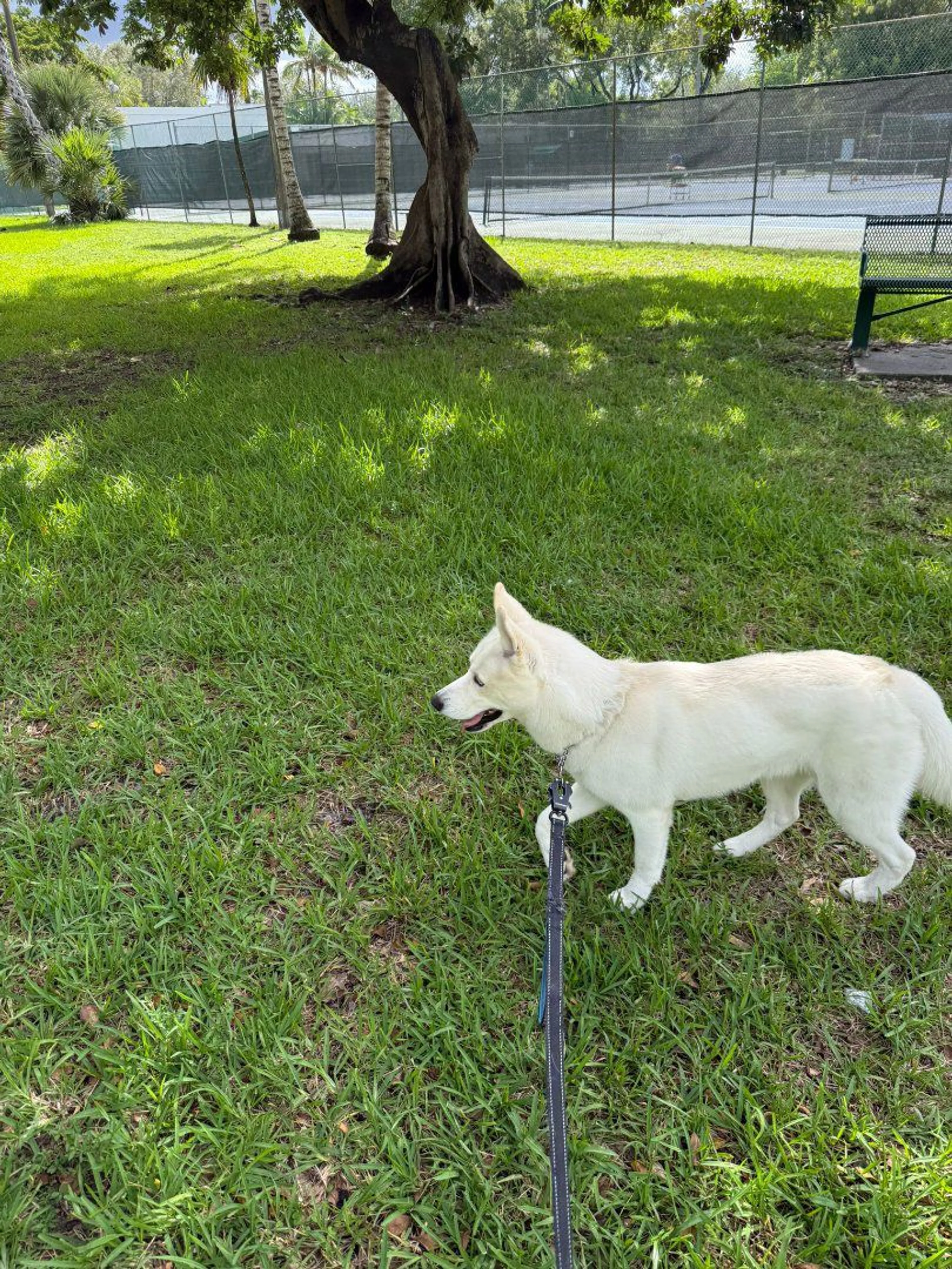 Lost pet-1