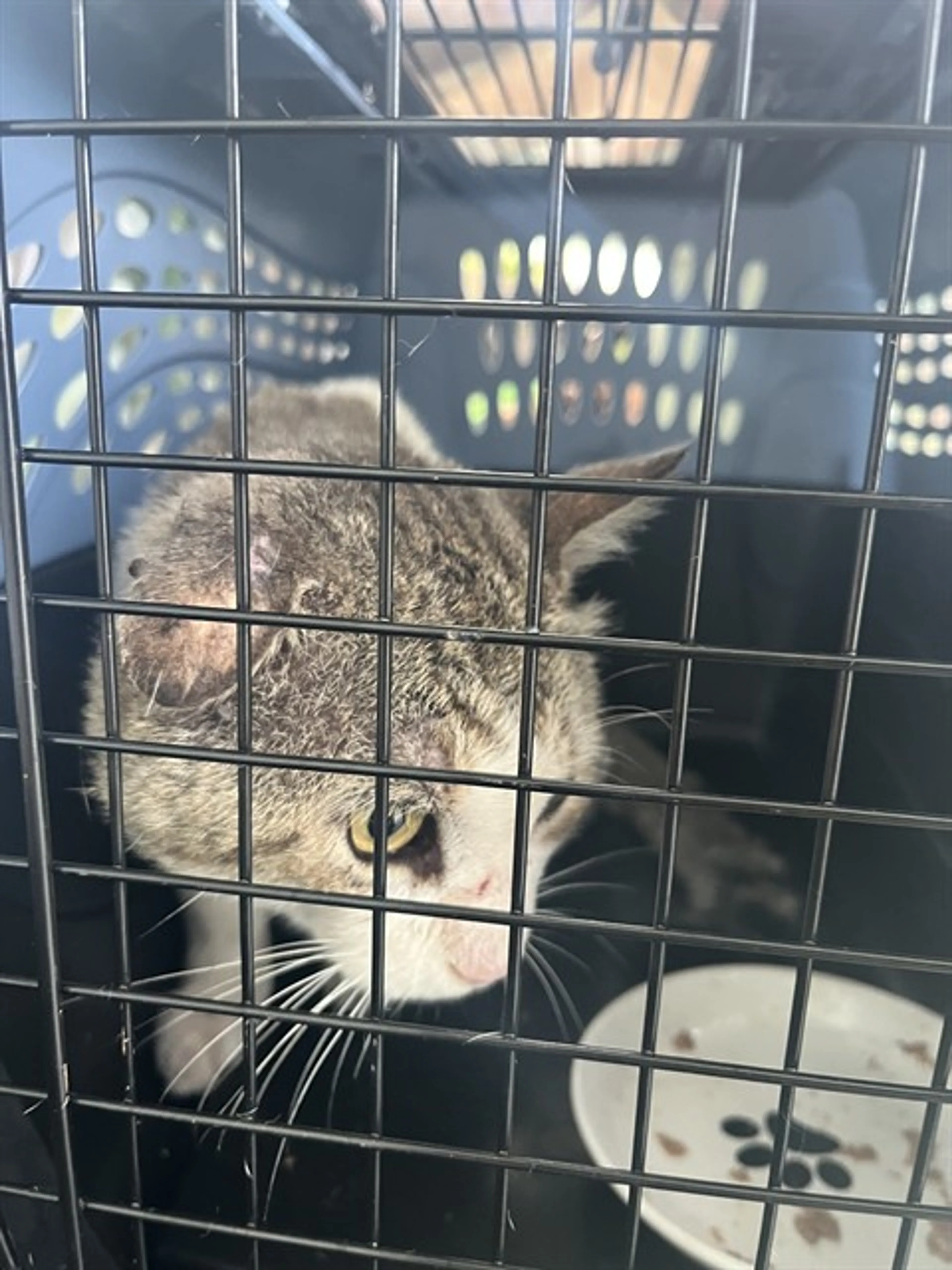 Found pet