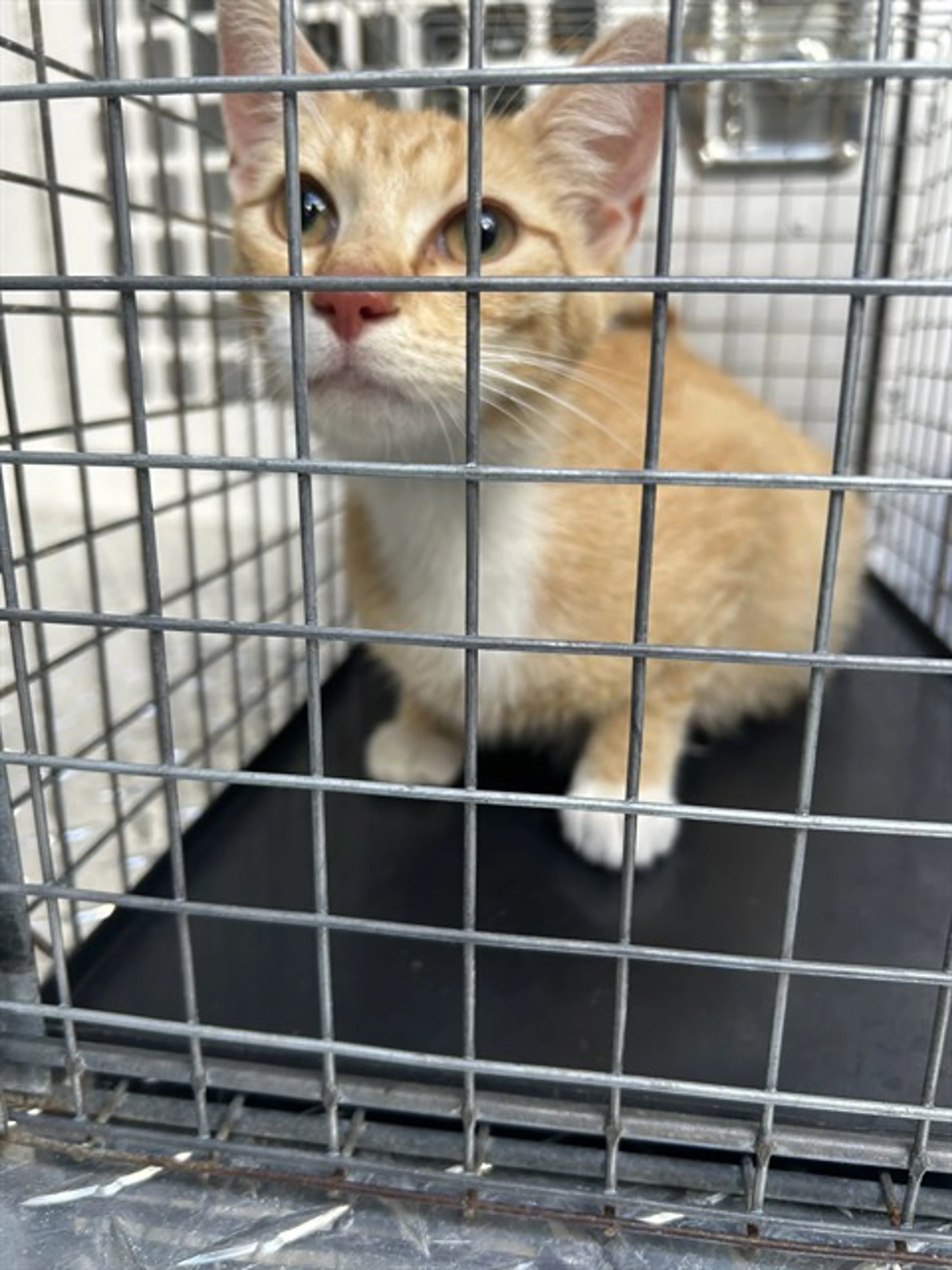 Found pet