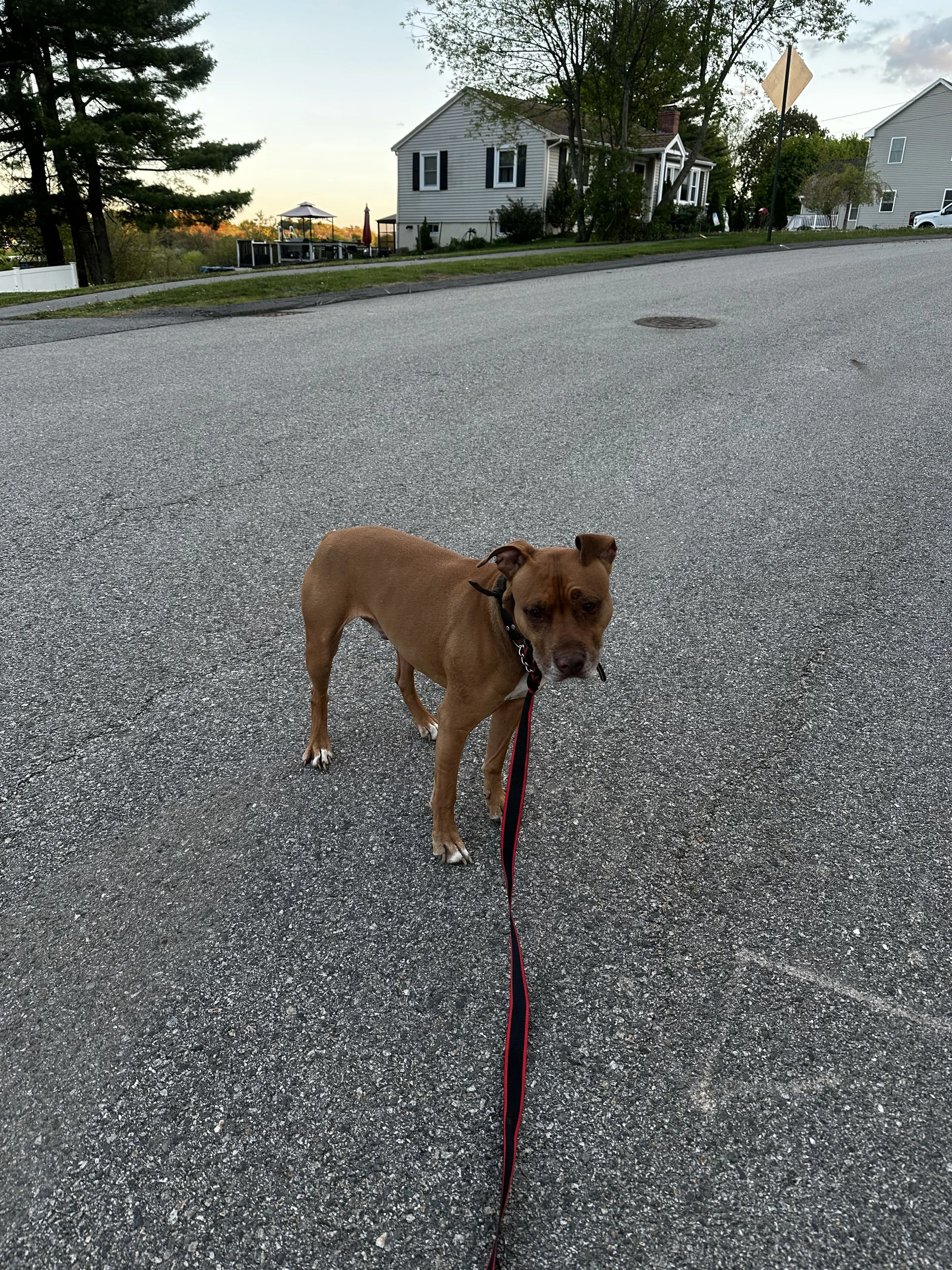 Lost pet