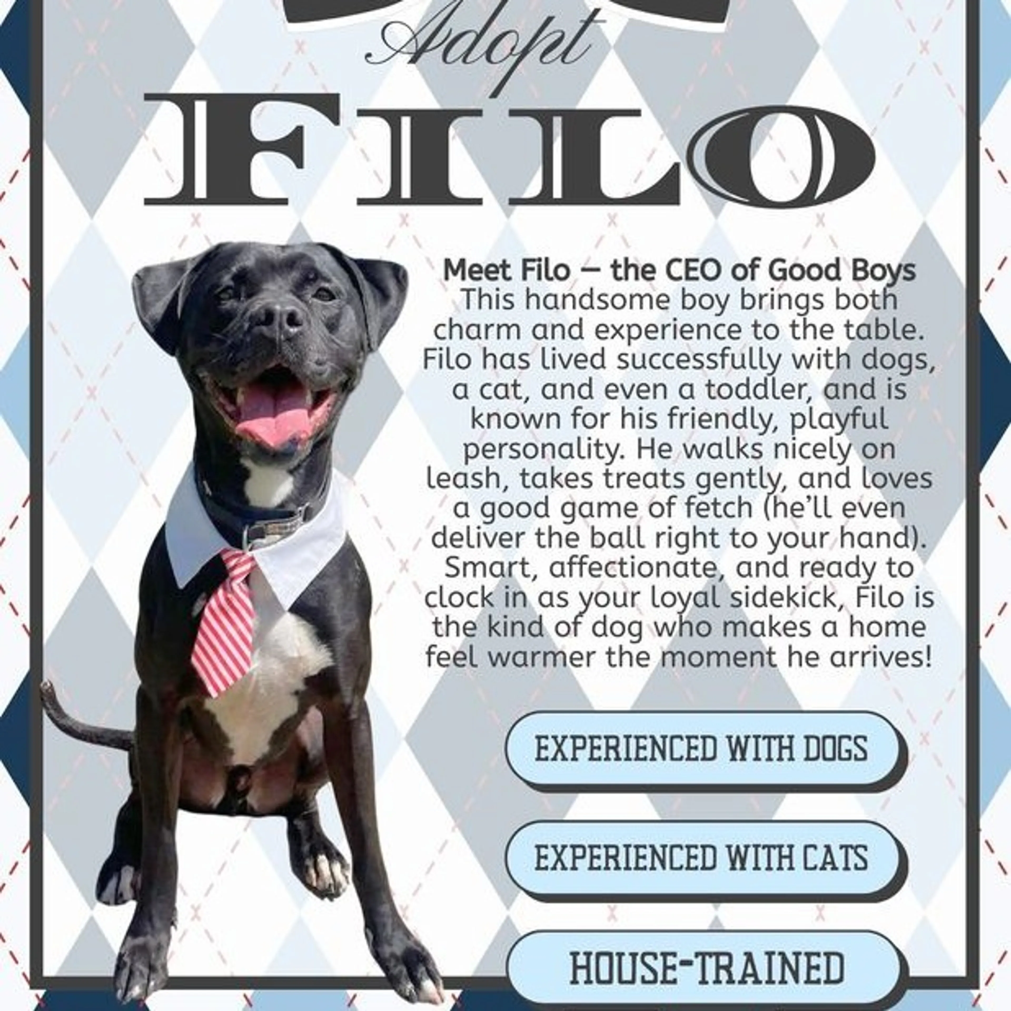 Found pet-6