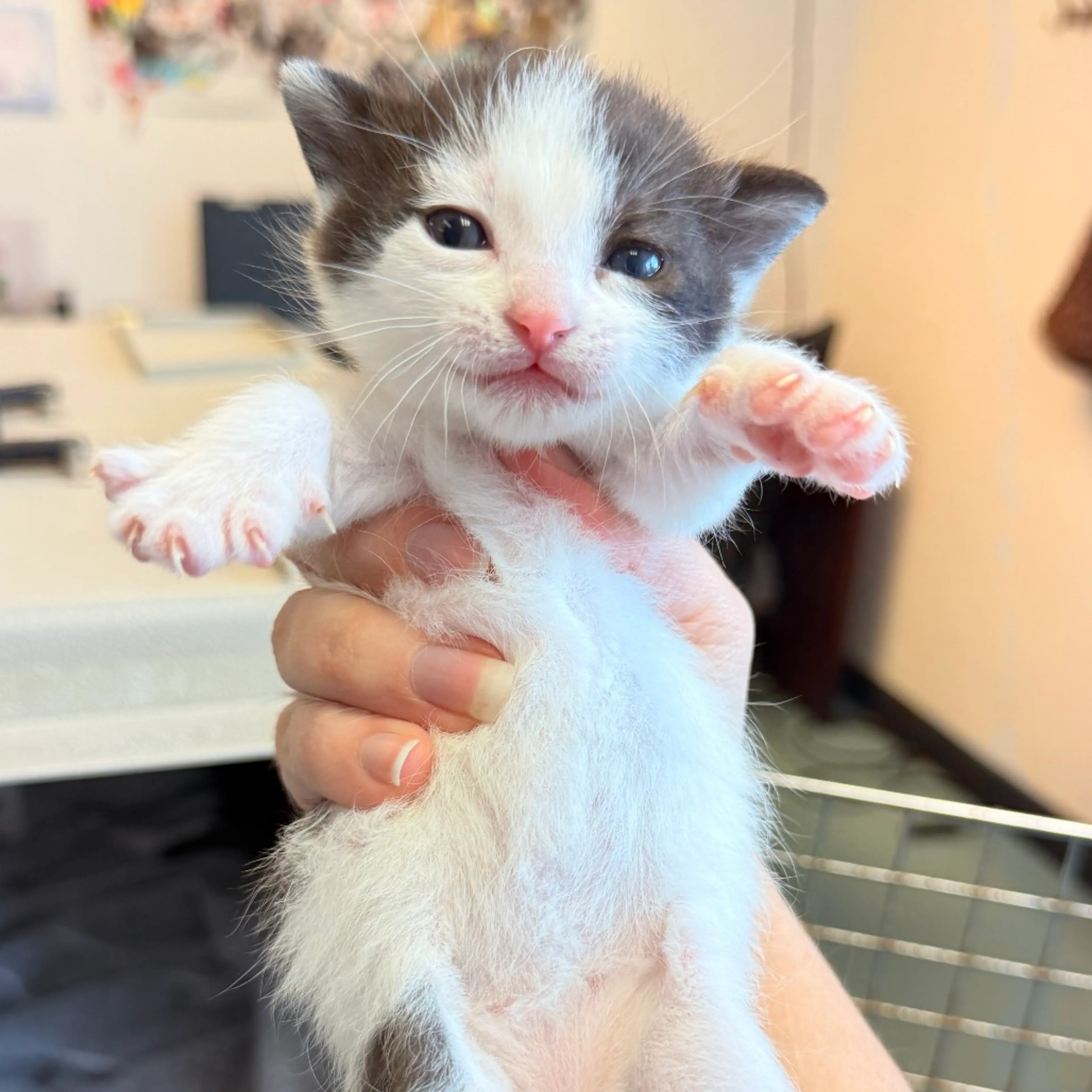 Found pet-1