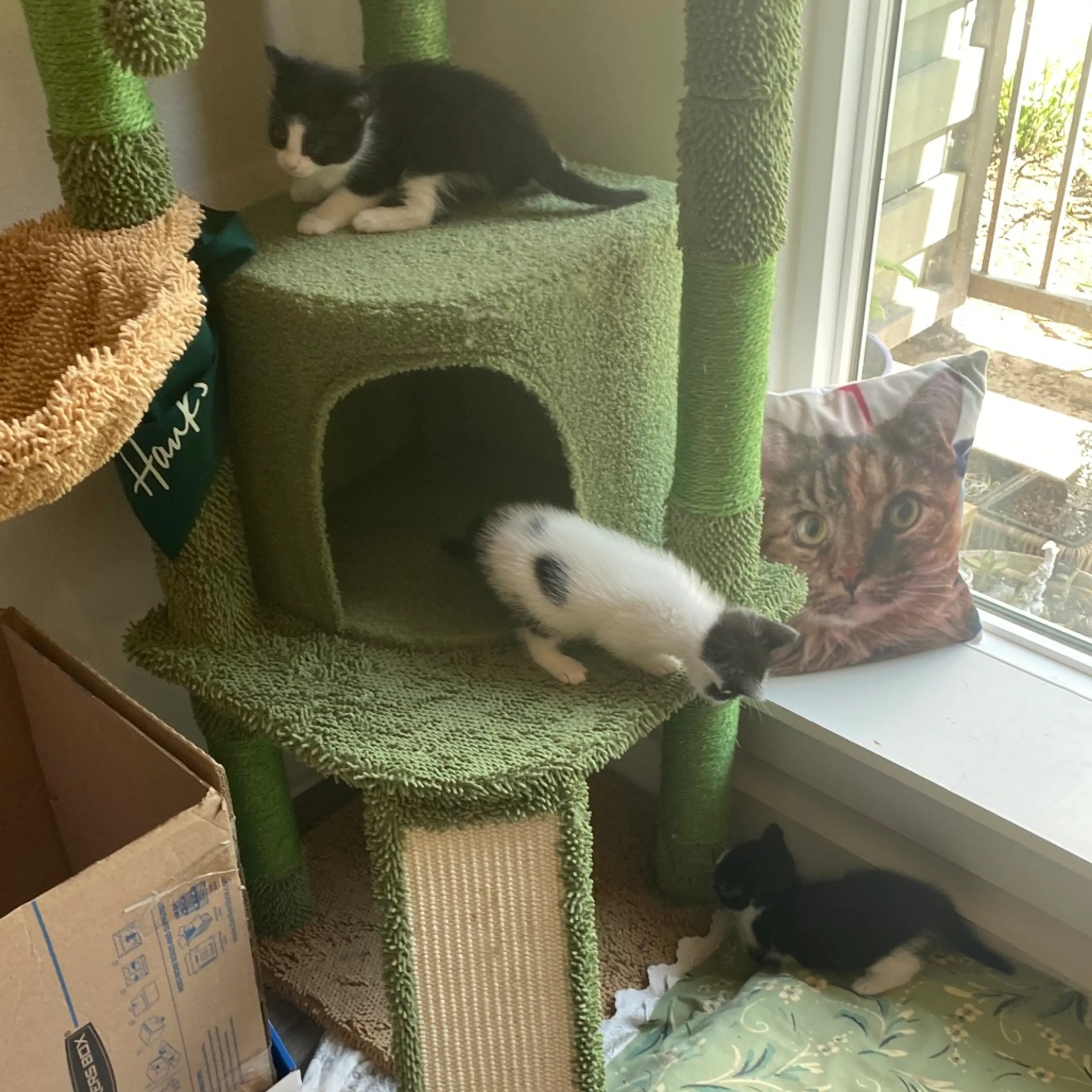 Found pet-2