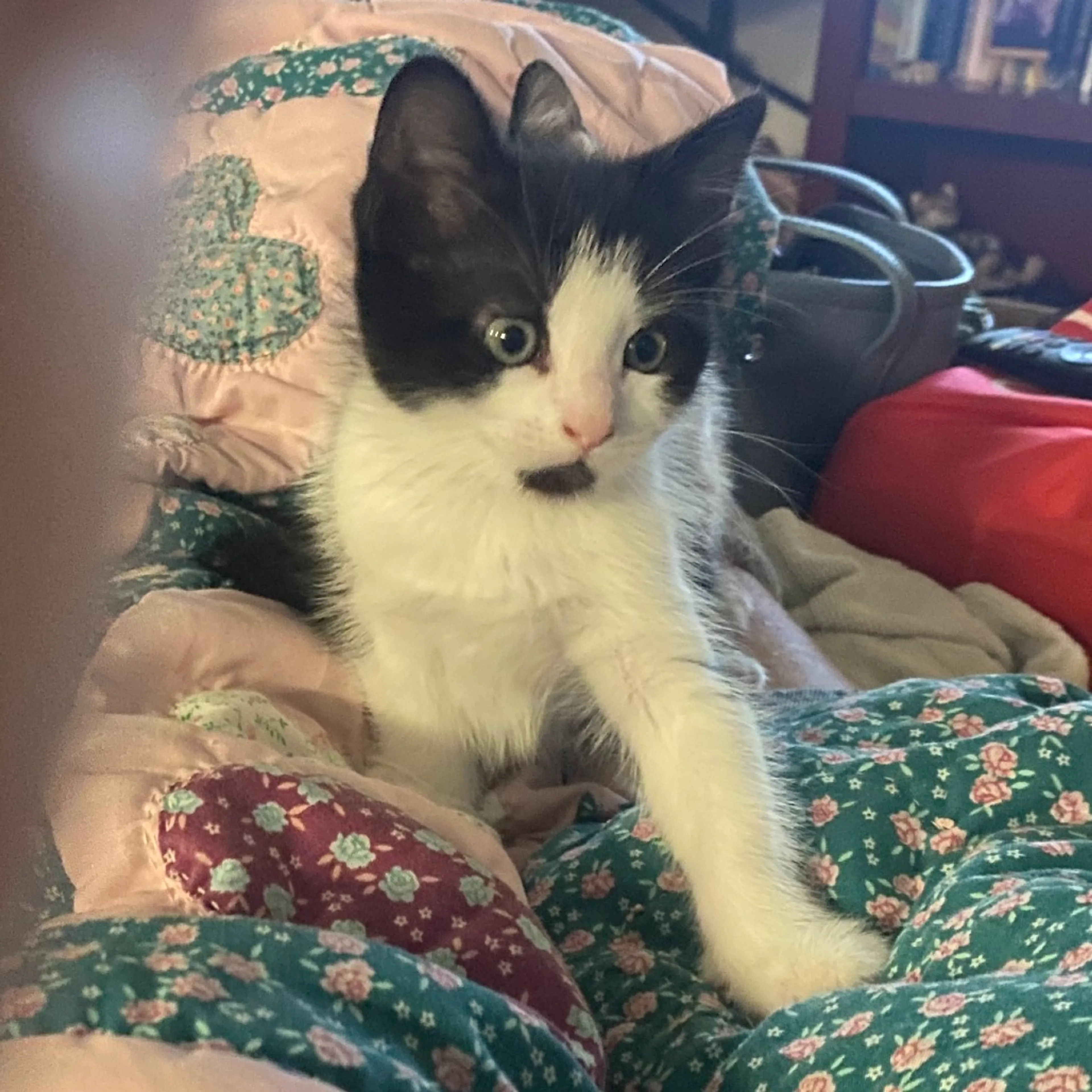 Found pet-2