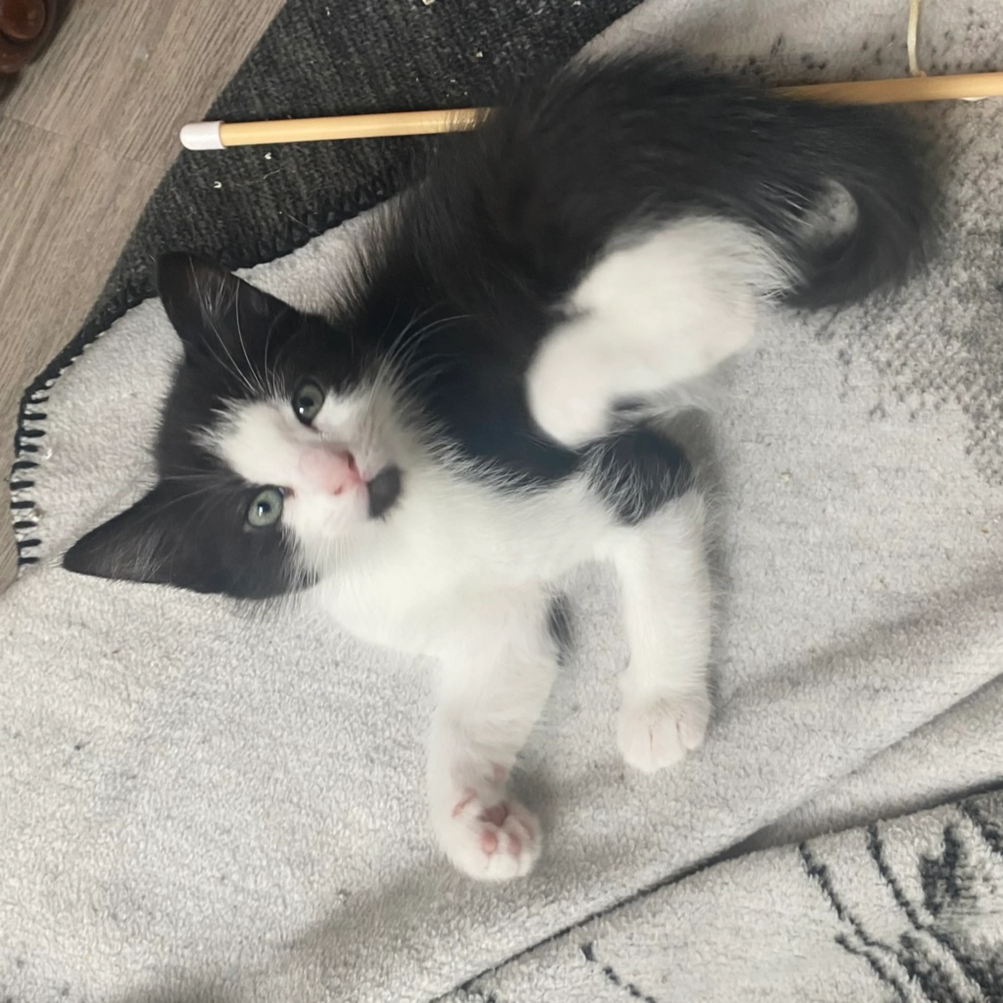 Found pet-0