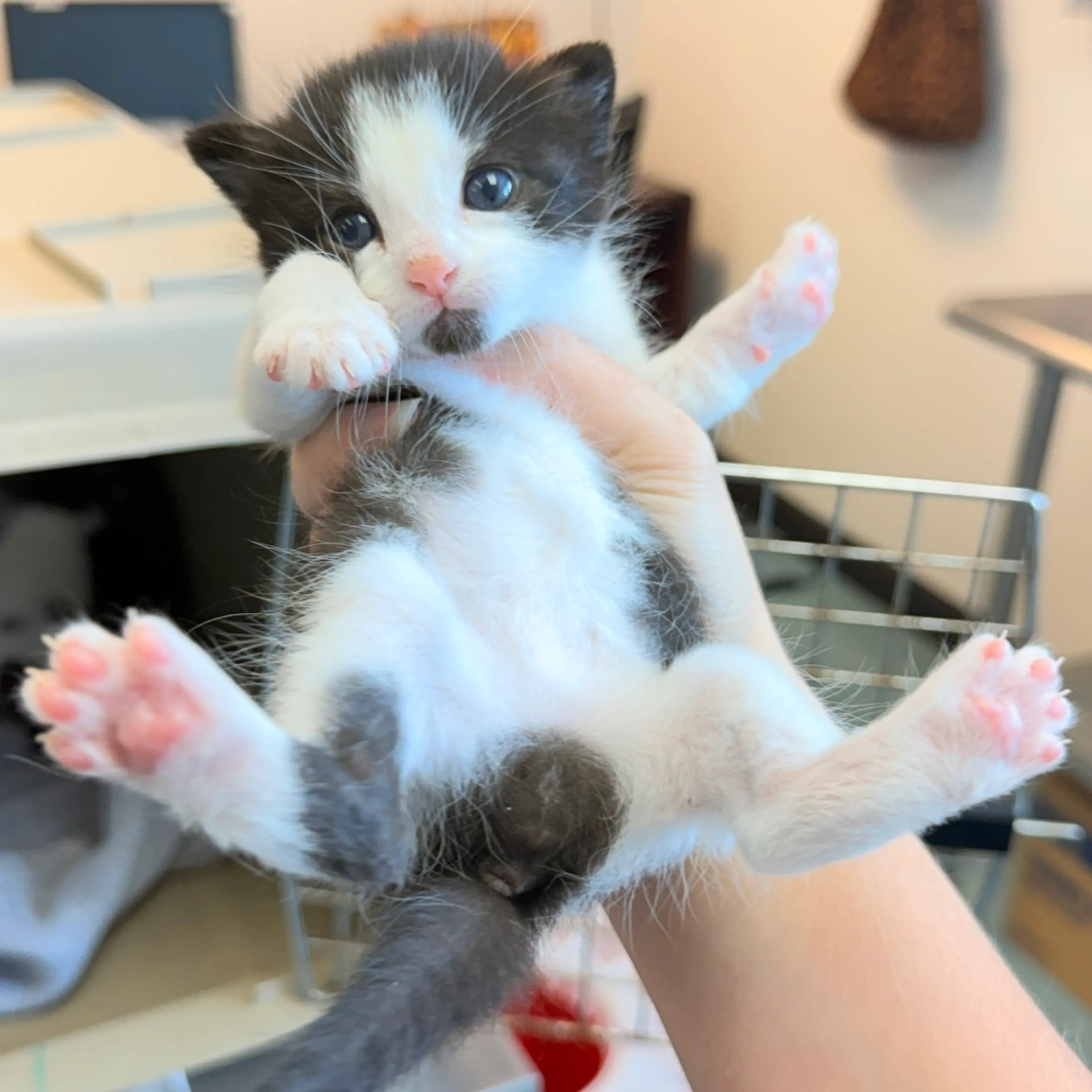 Found pet-1