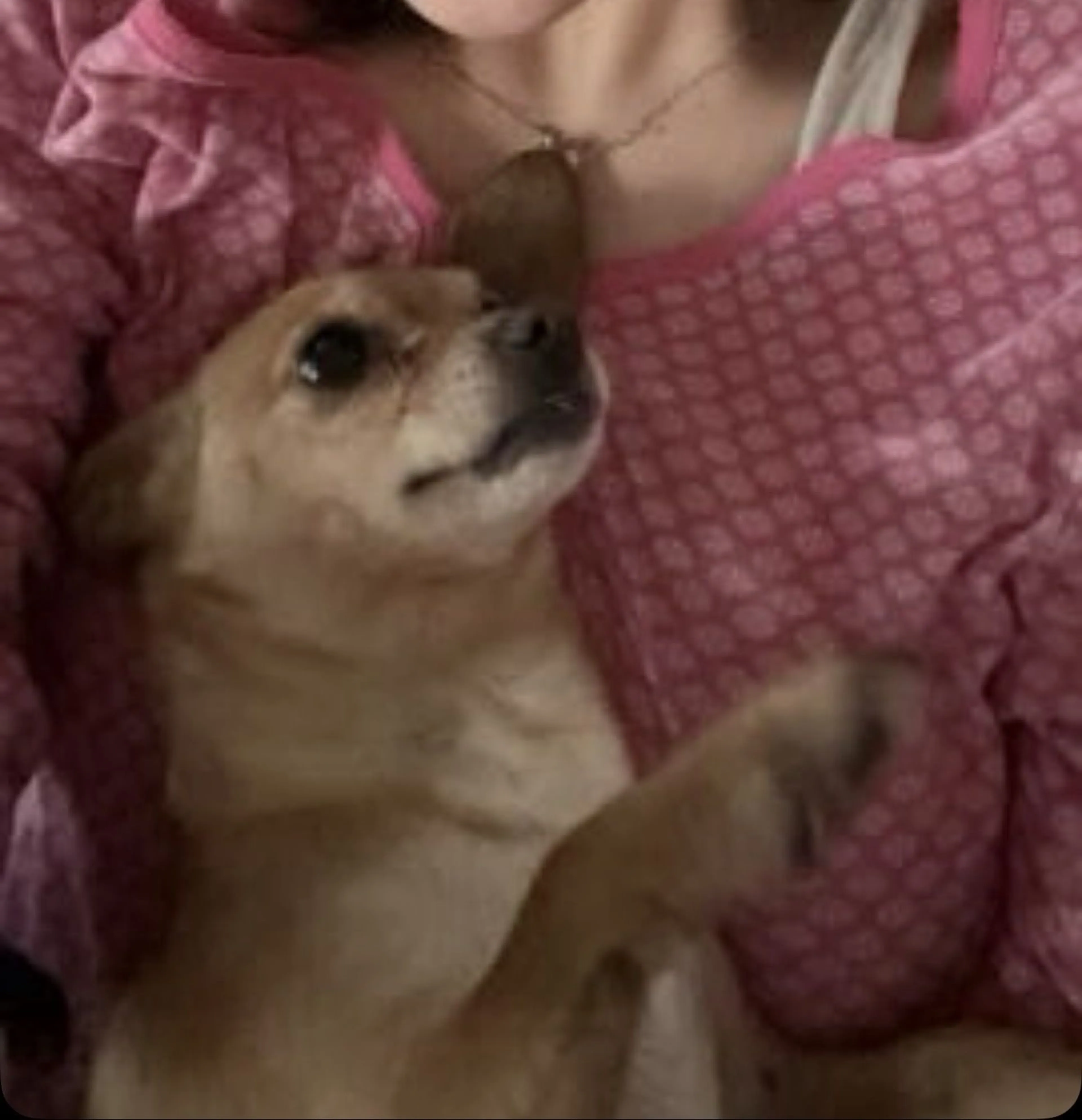 Lost pet-3