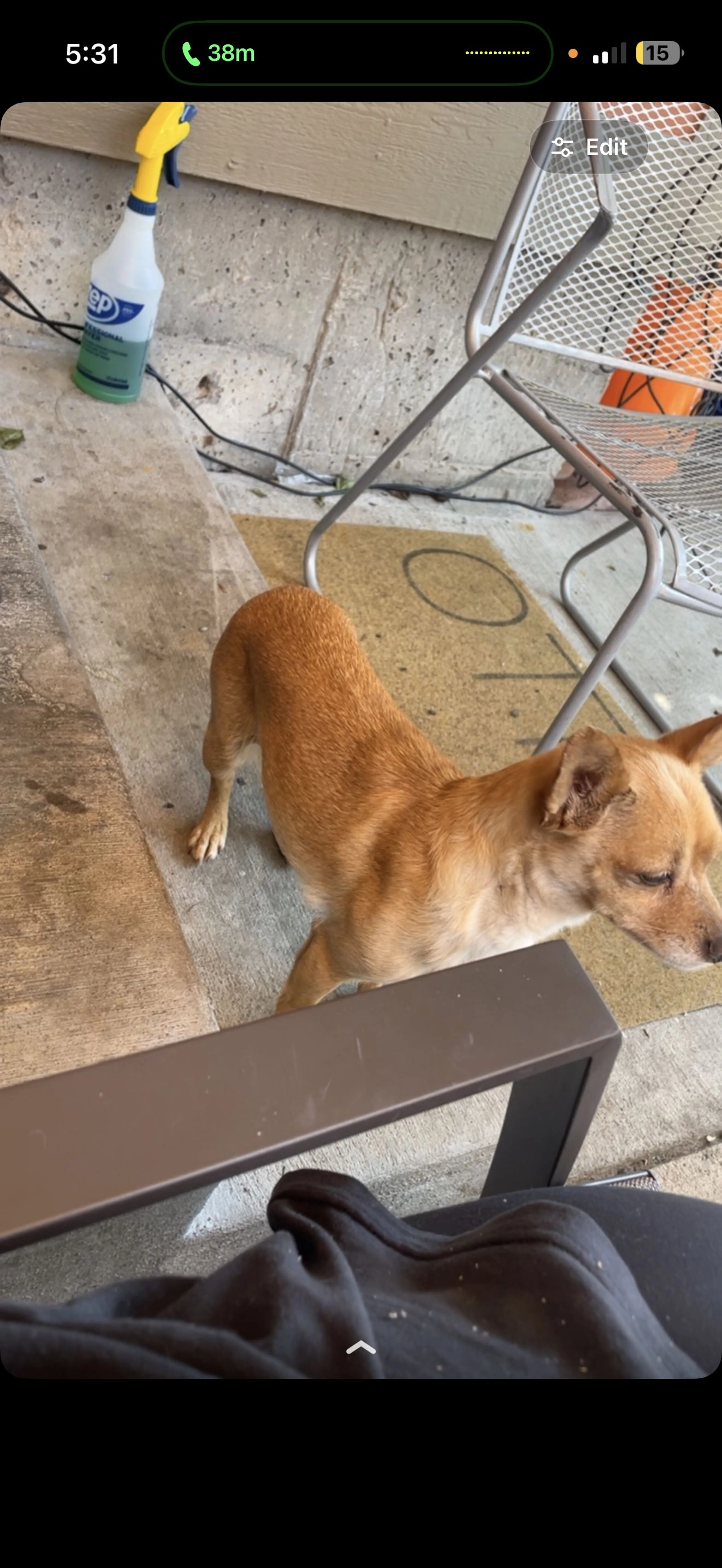 Lost pet-2
