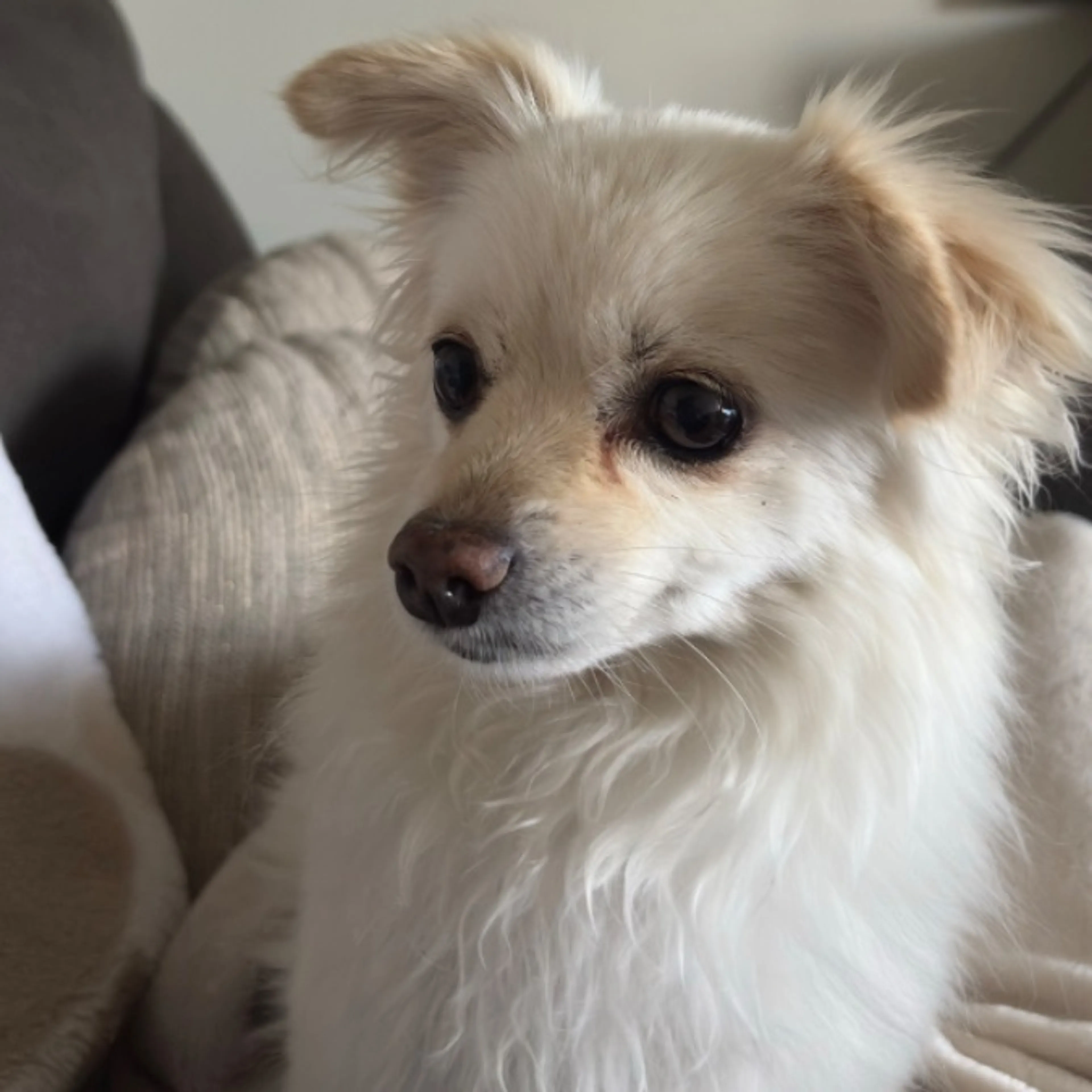 Found pet