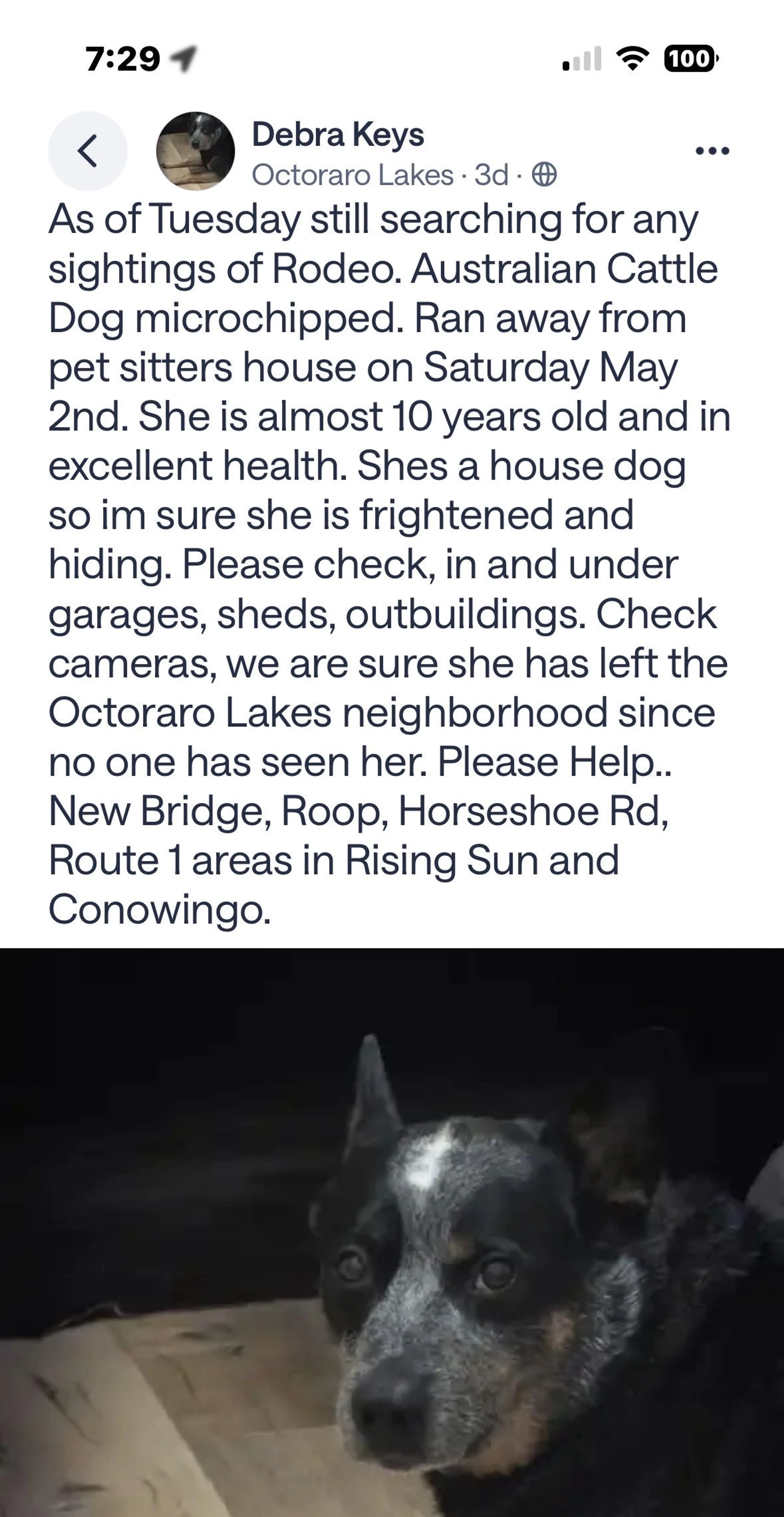Lost pet-2