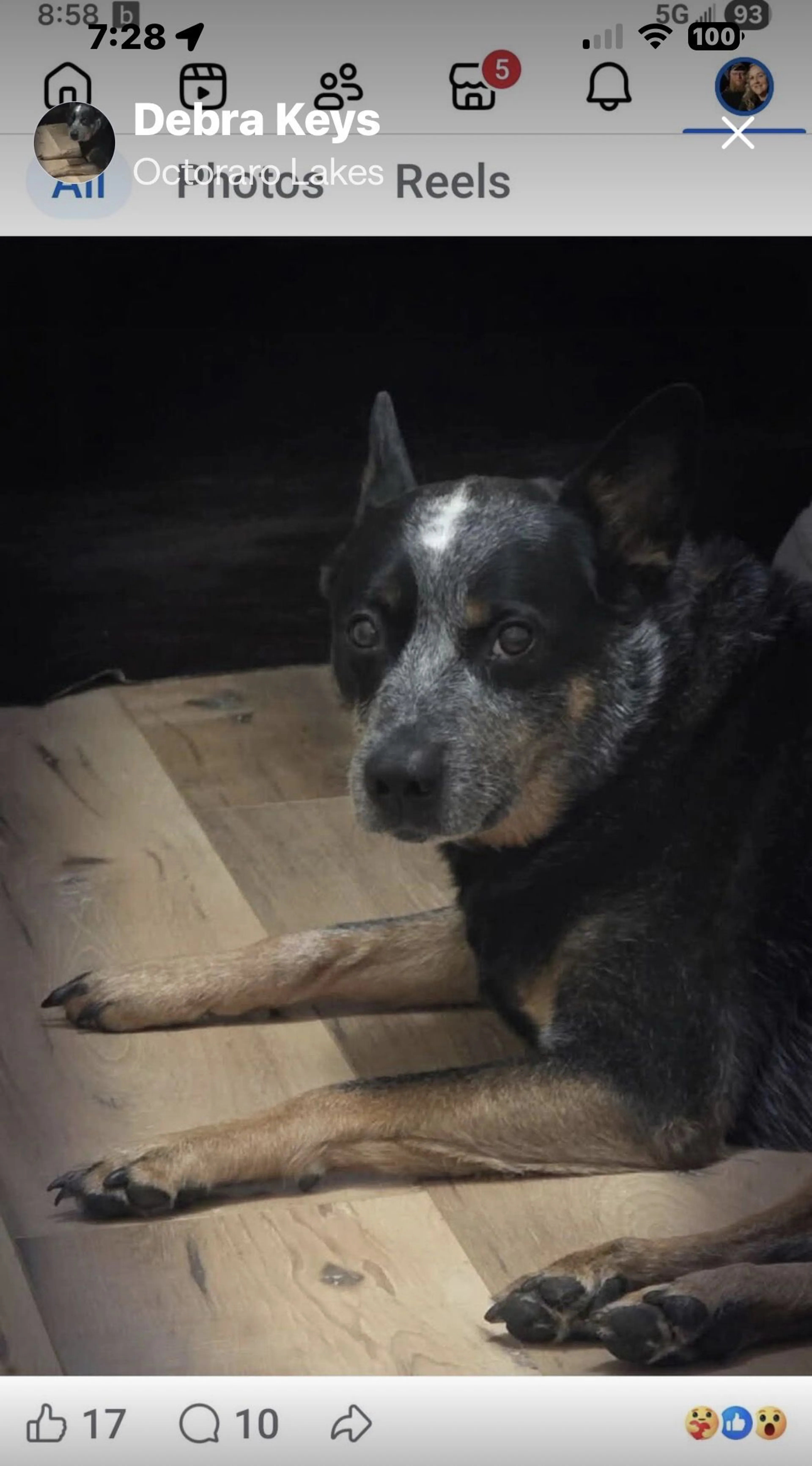 Lost pet-0