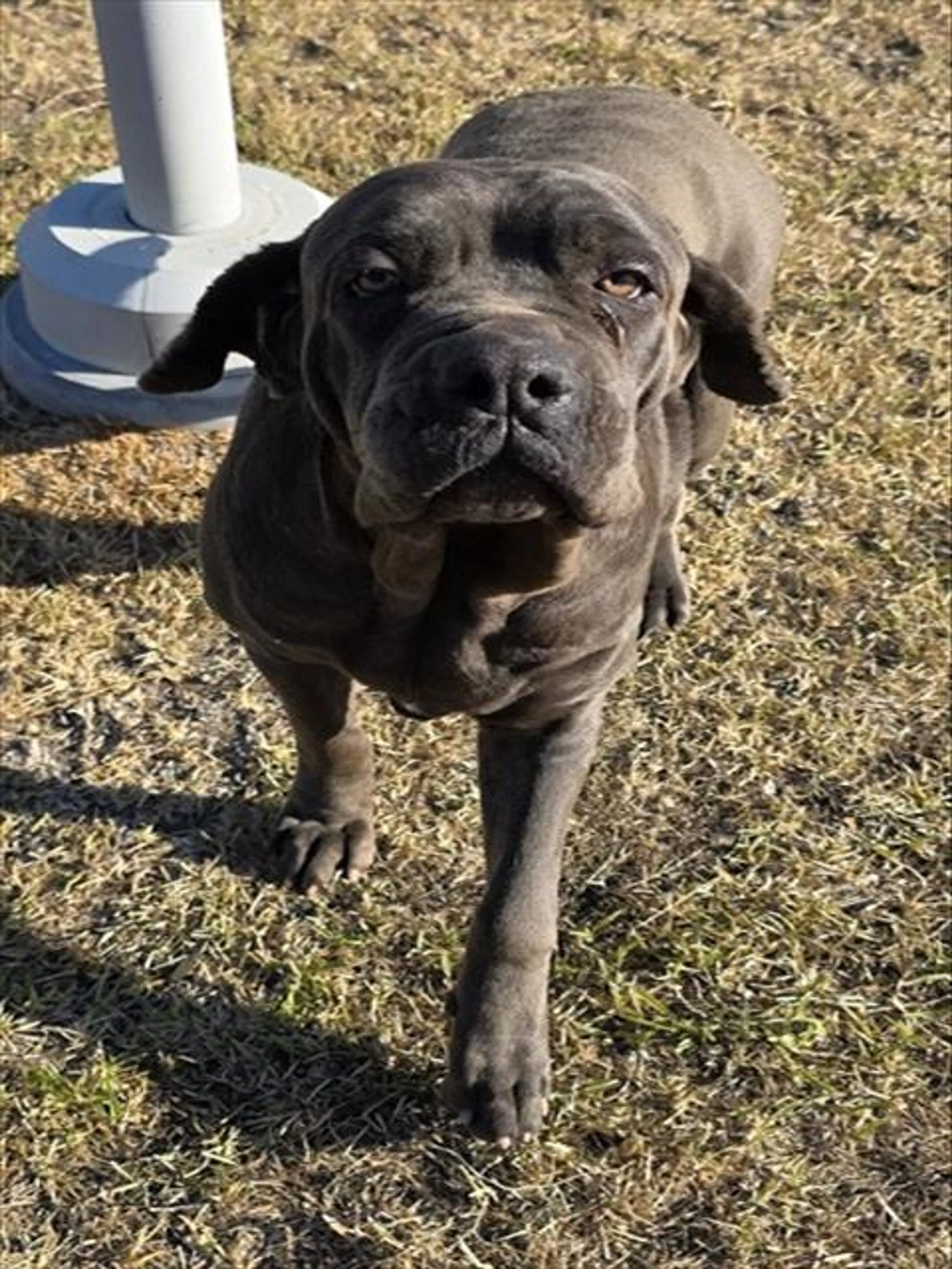 Found pet