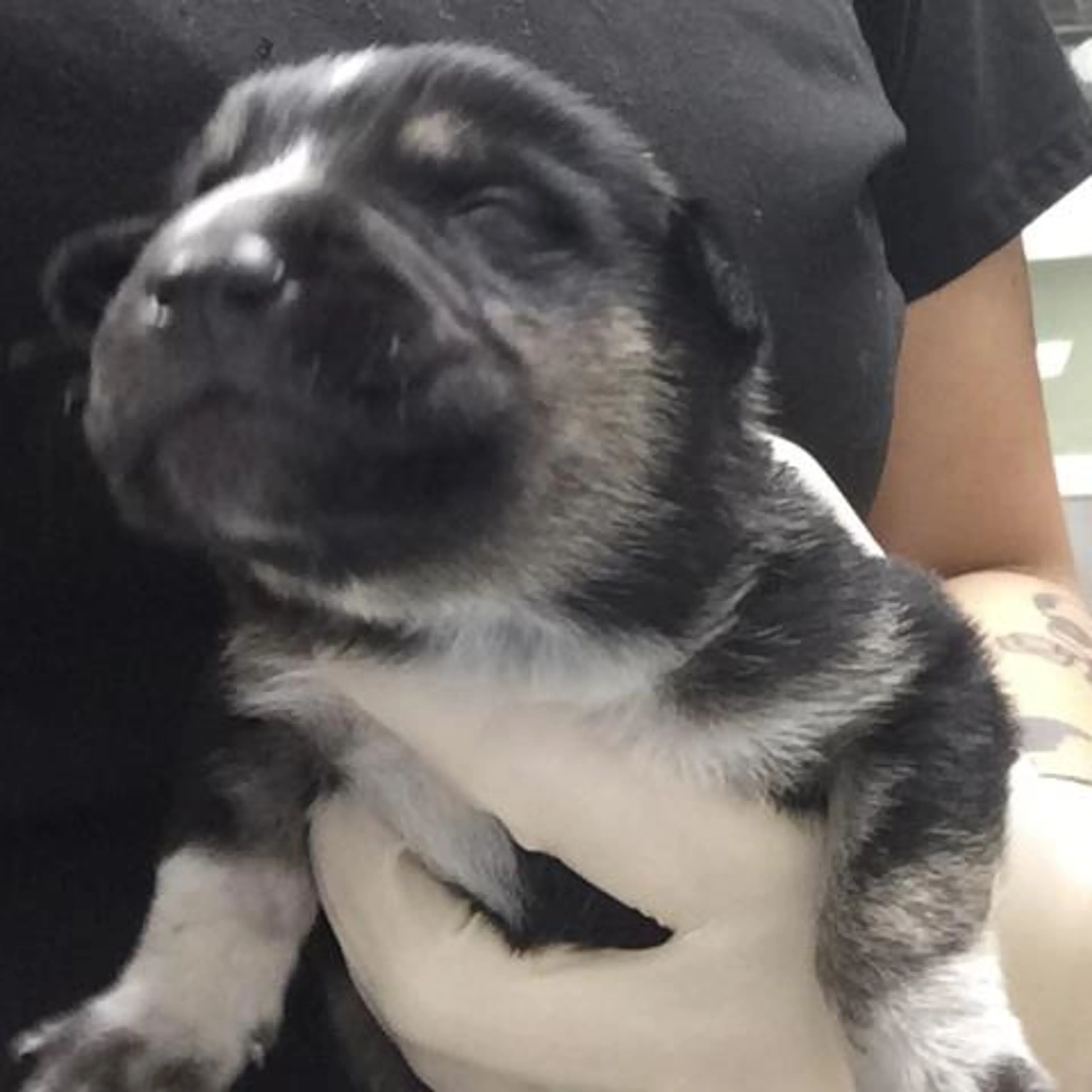Found pet