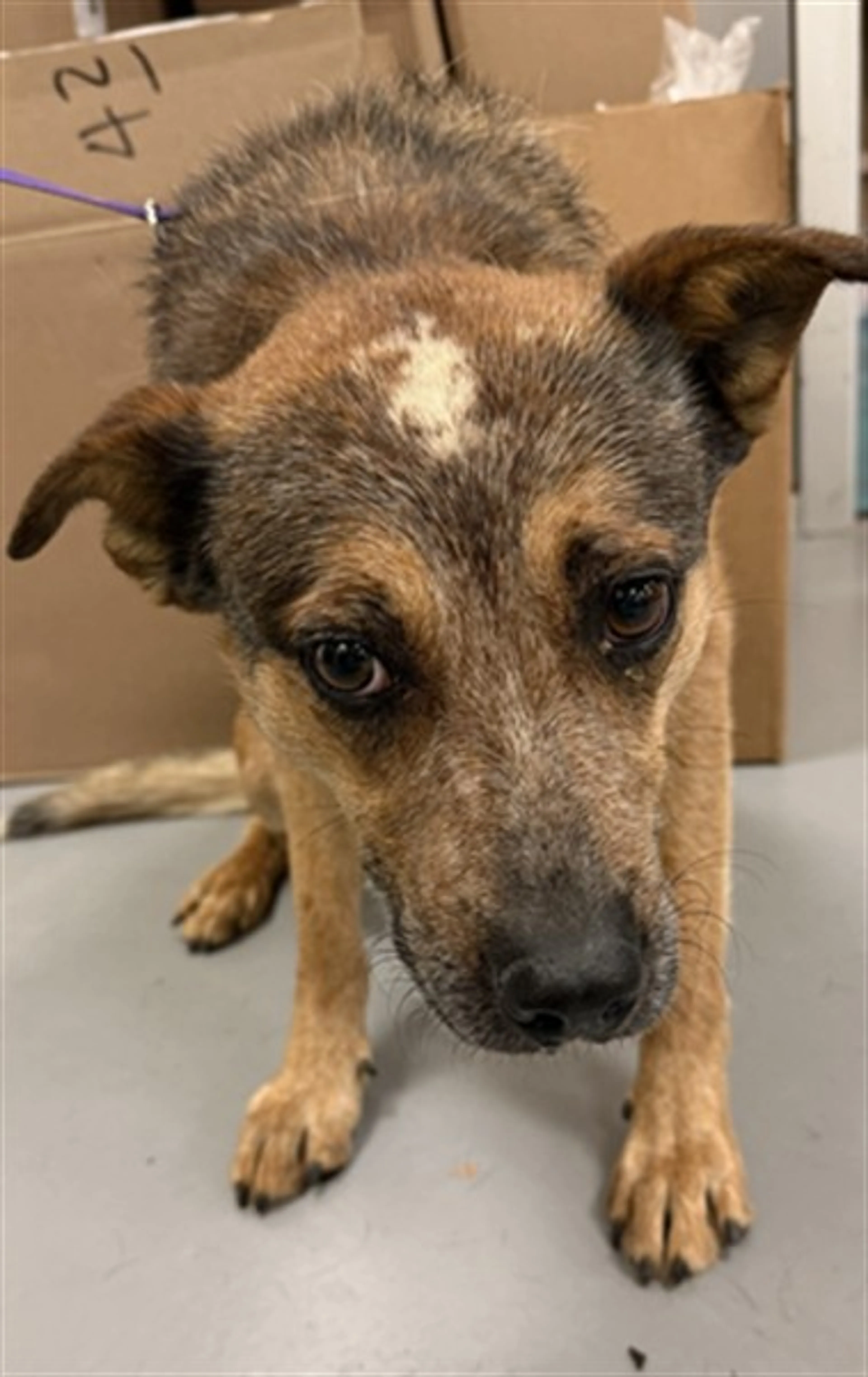 Found pet