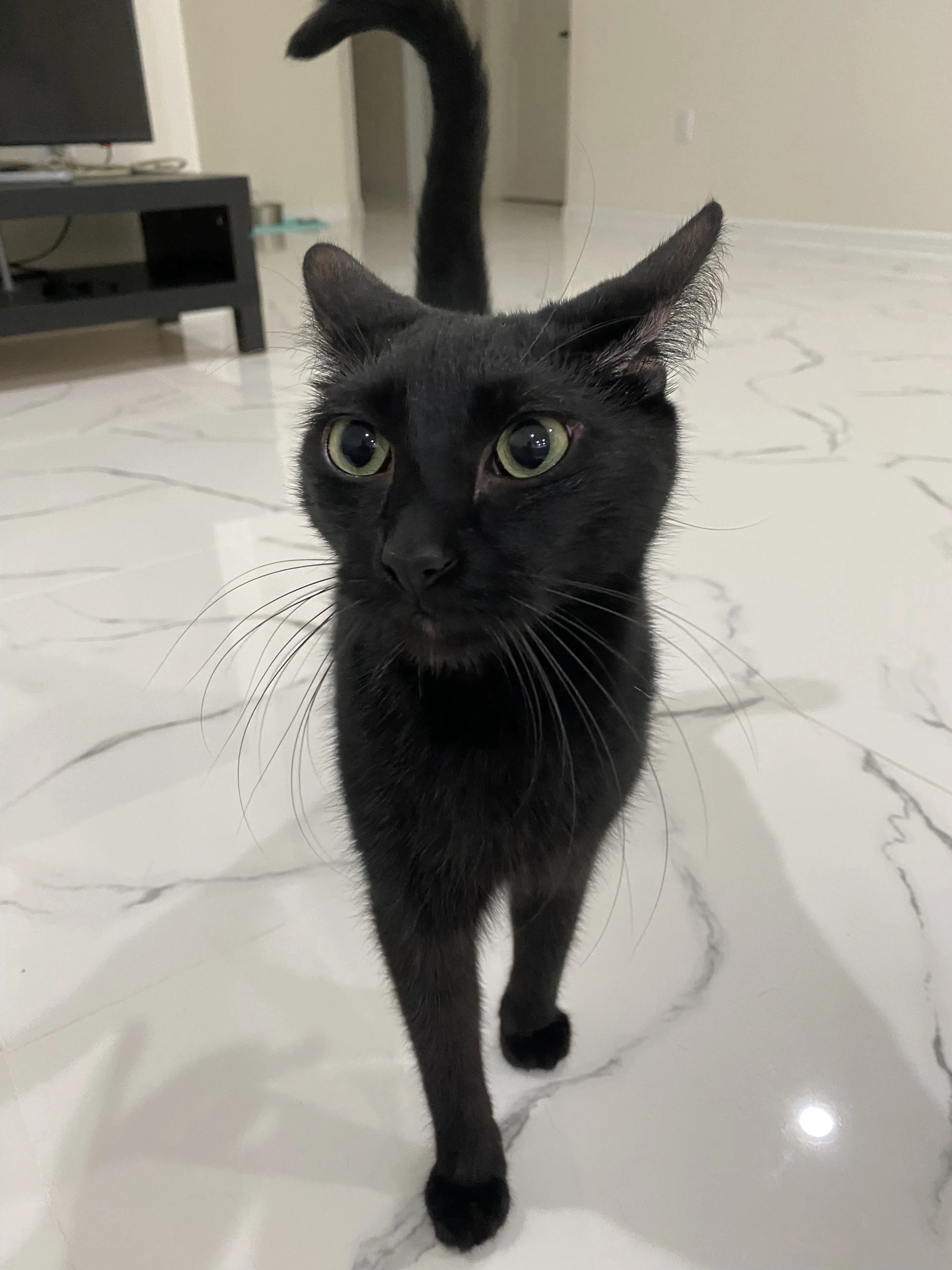 Lost pet-2