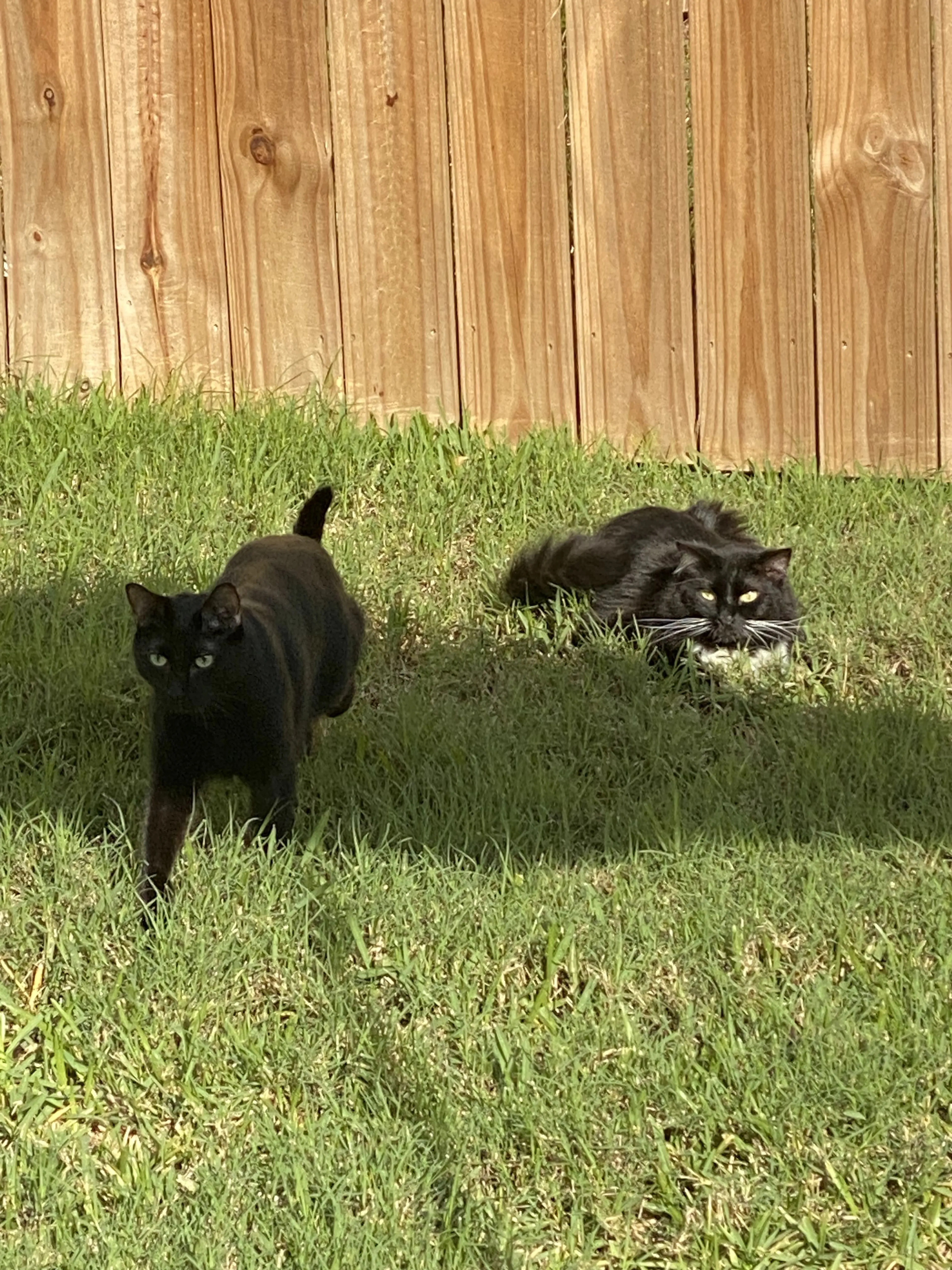 Lost pet-1