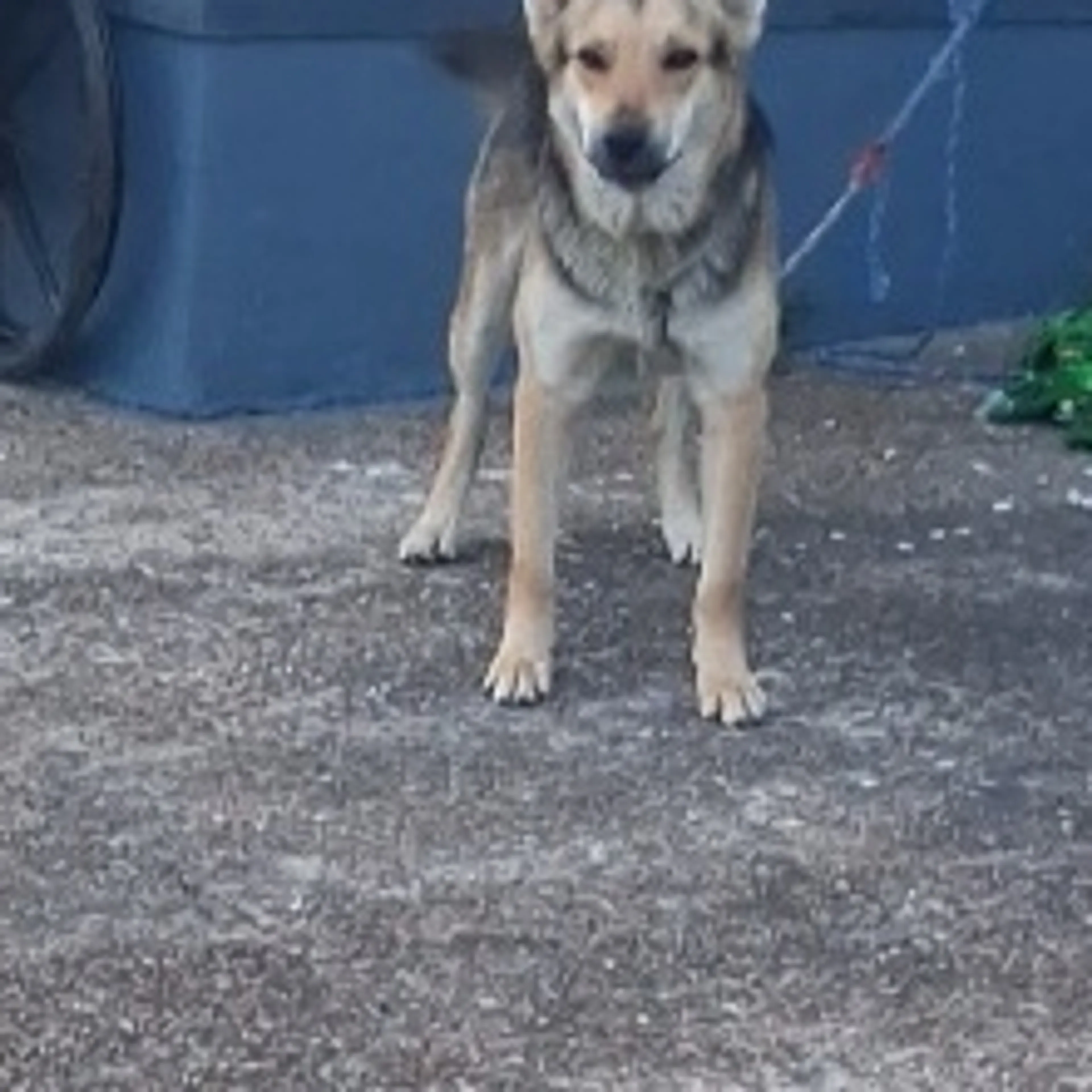 Lost pet-2