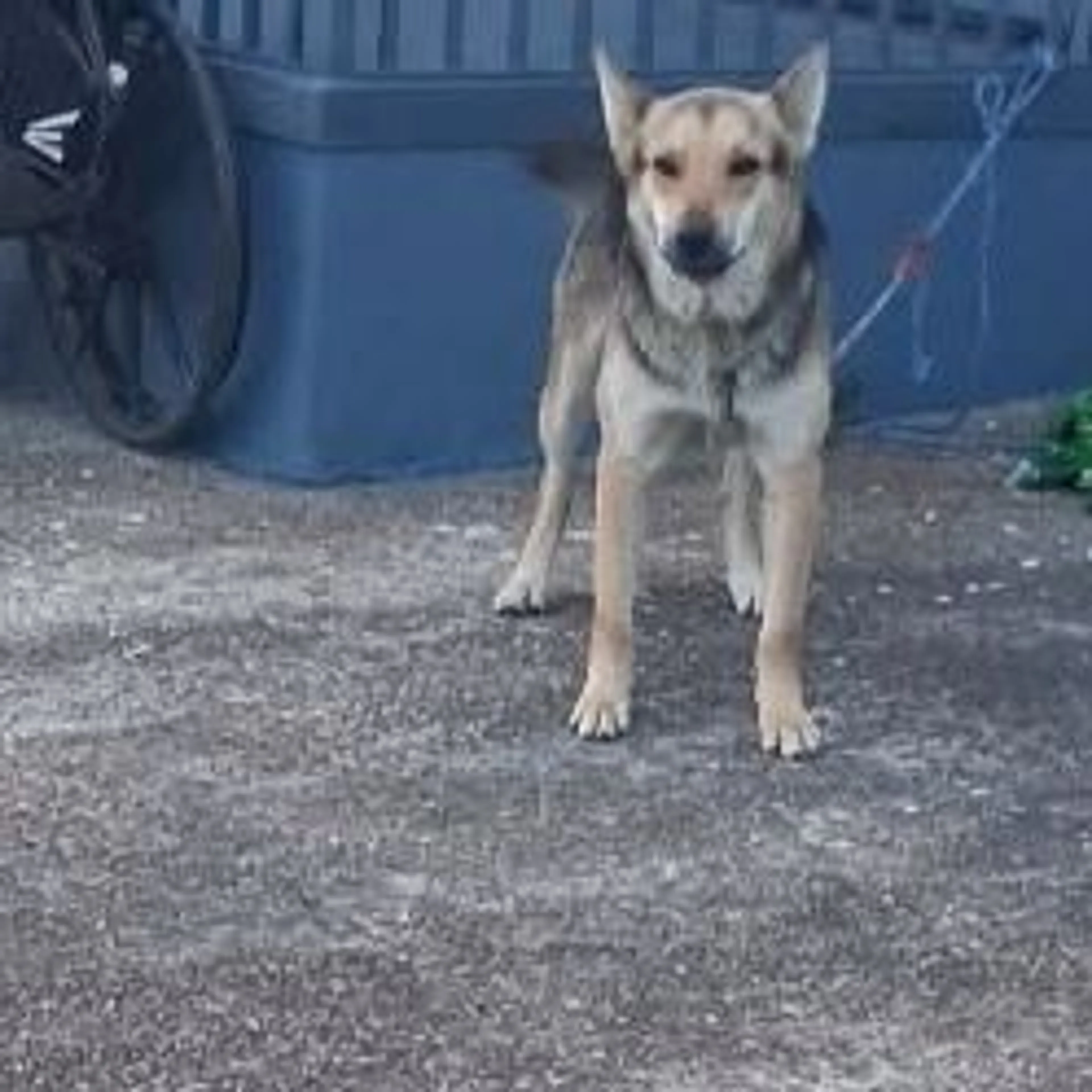 Lost pet-0