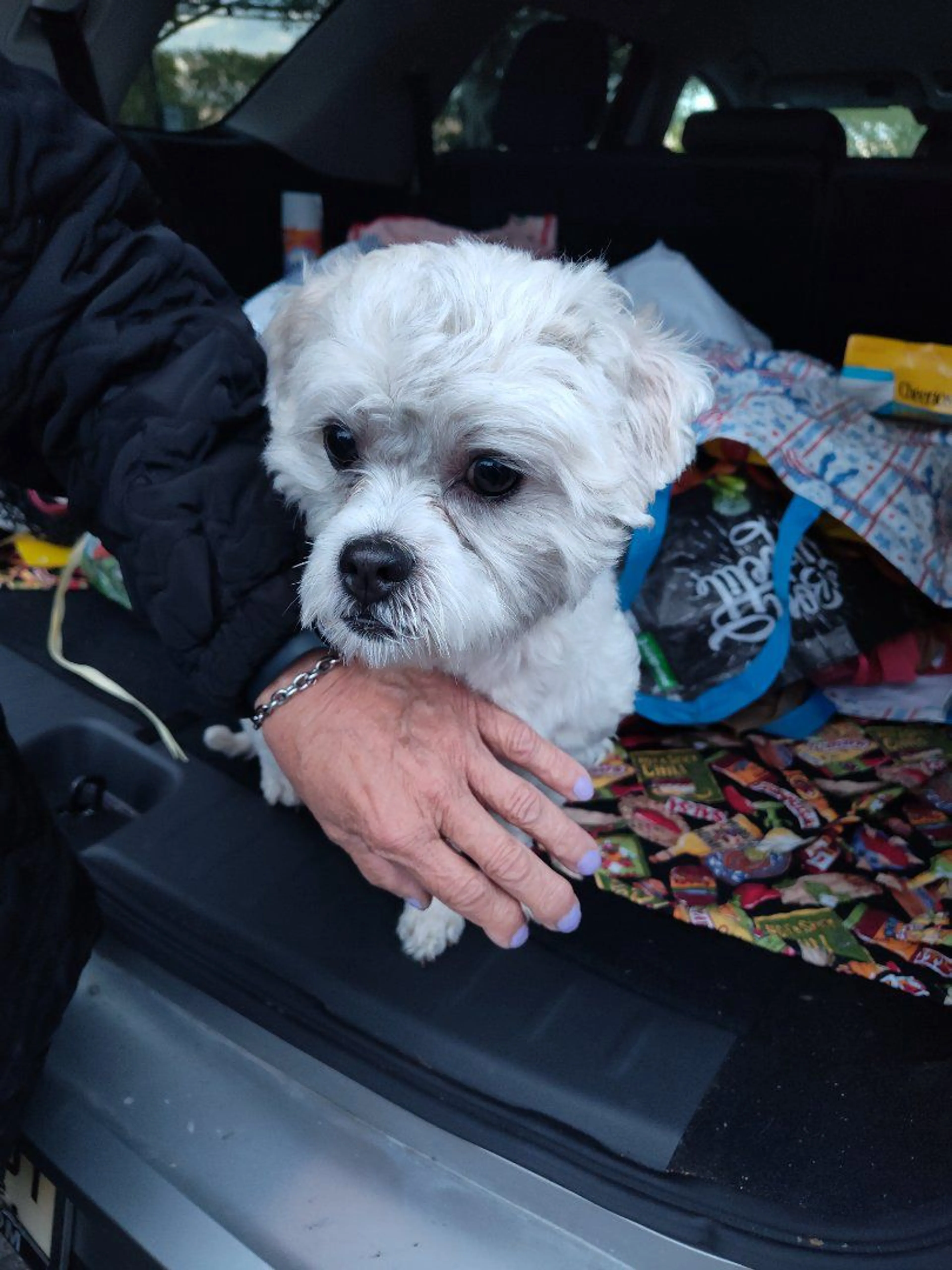 Lost pet