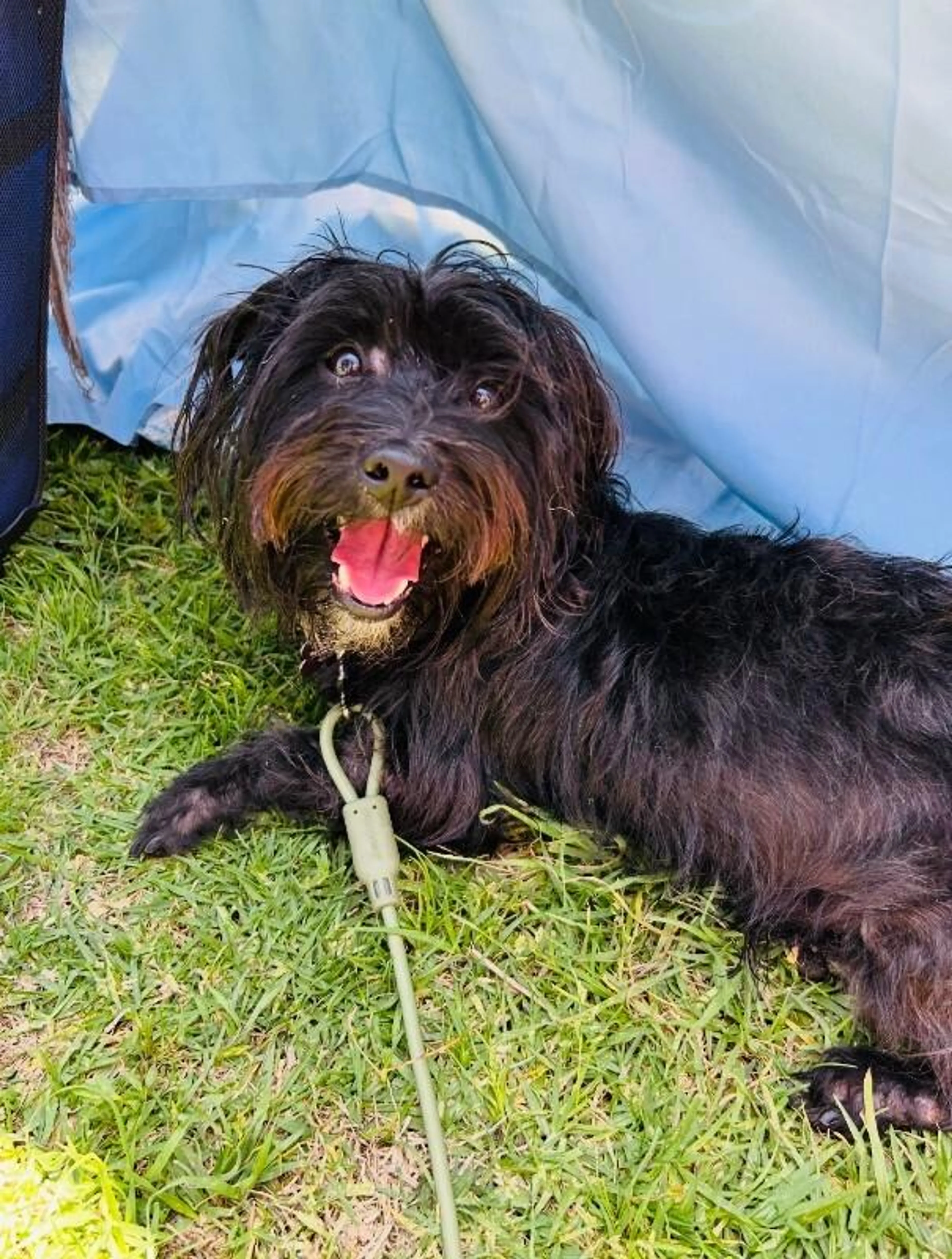 Found pet-4