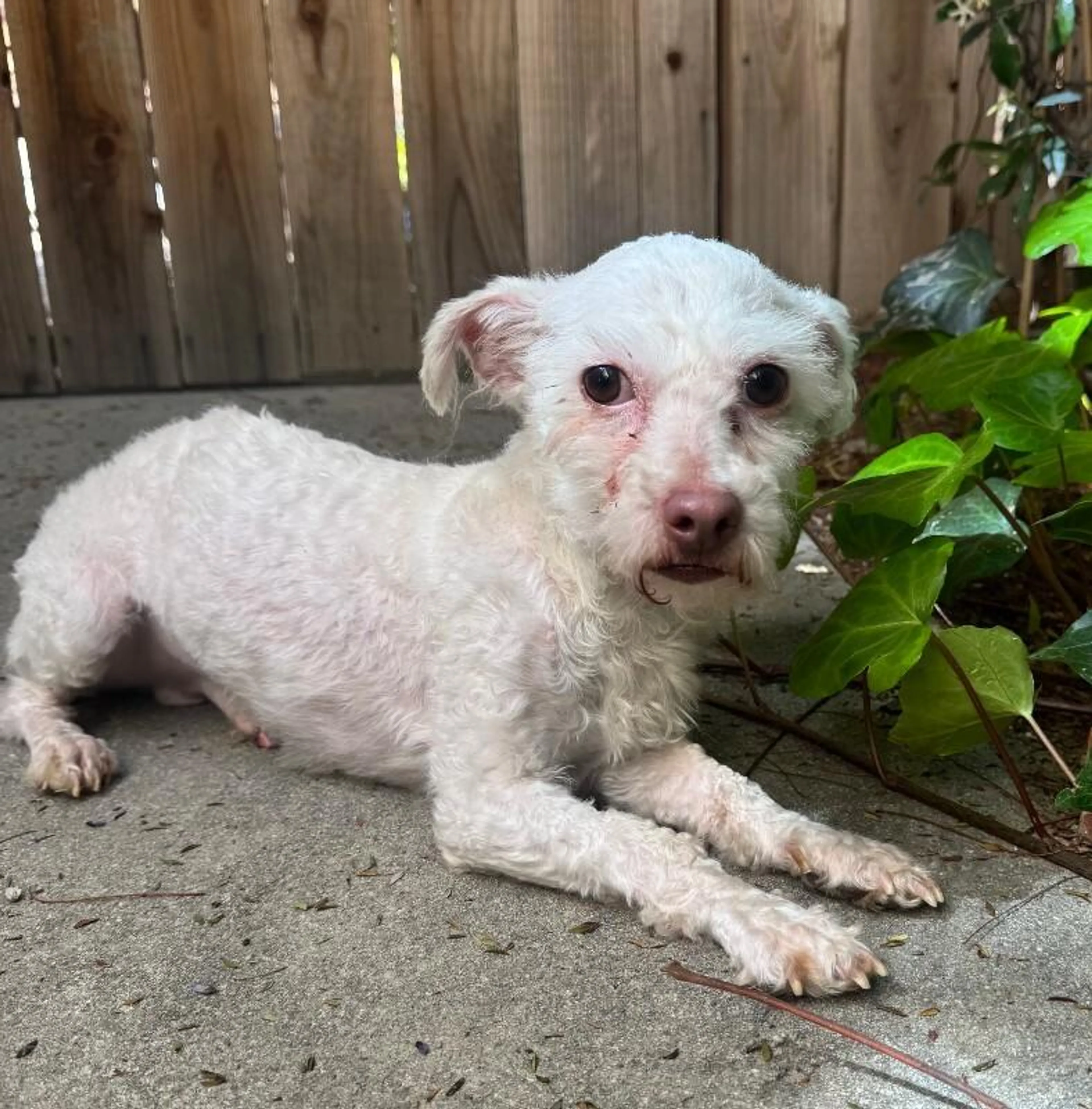 Found pet-3