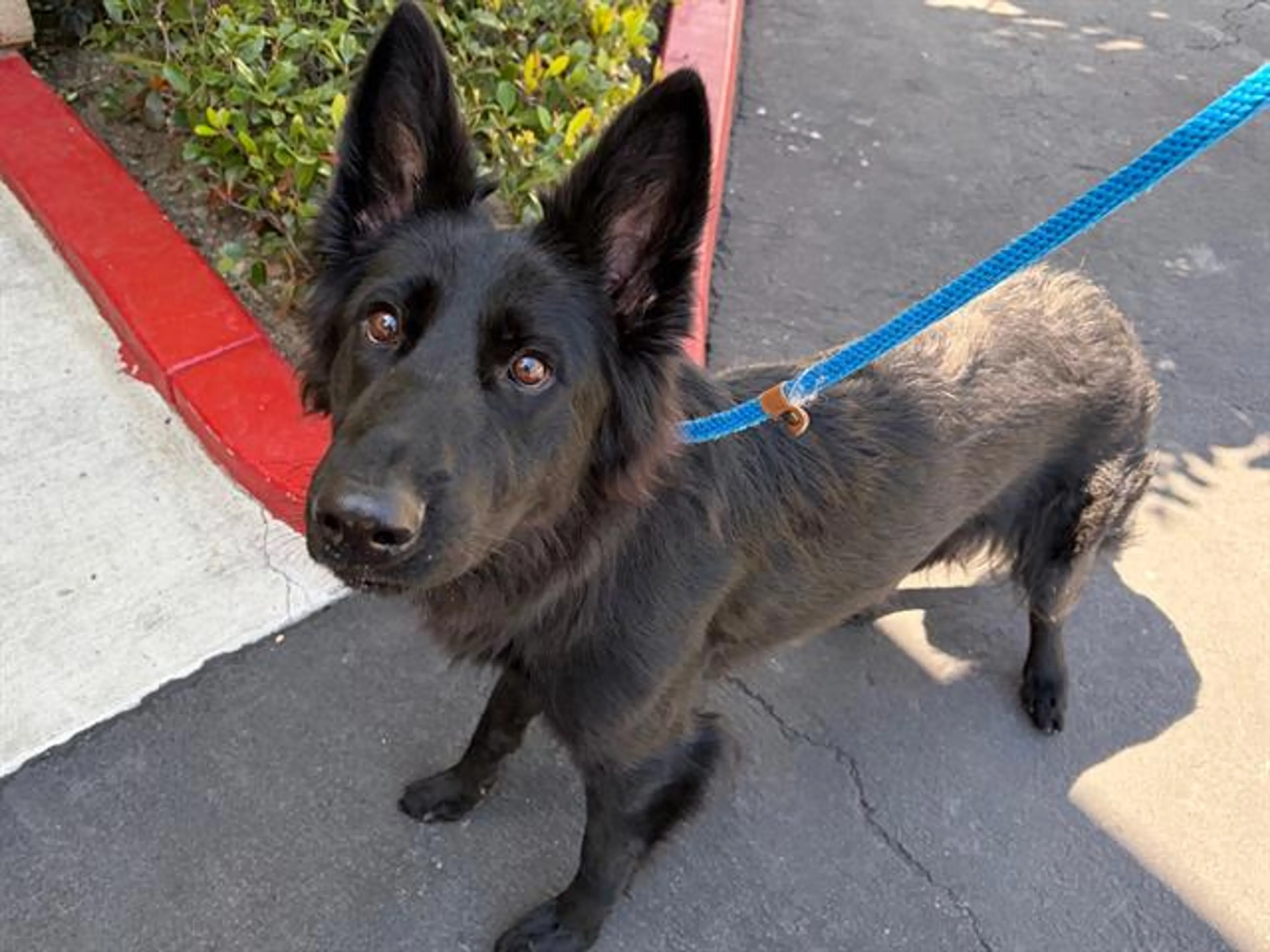 Found pet