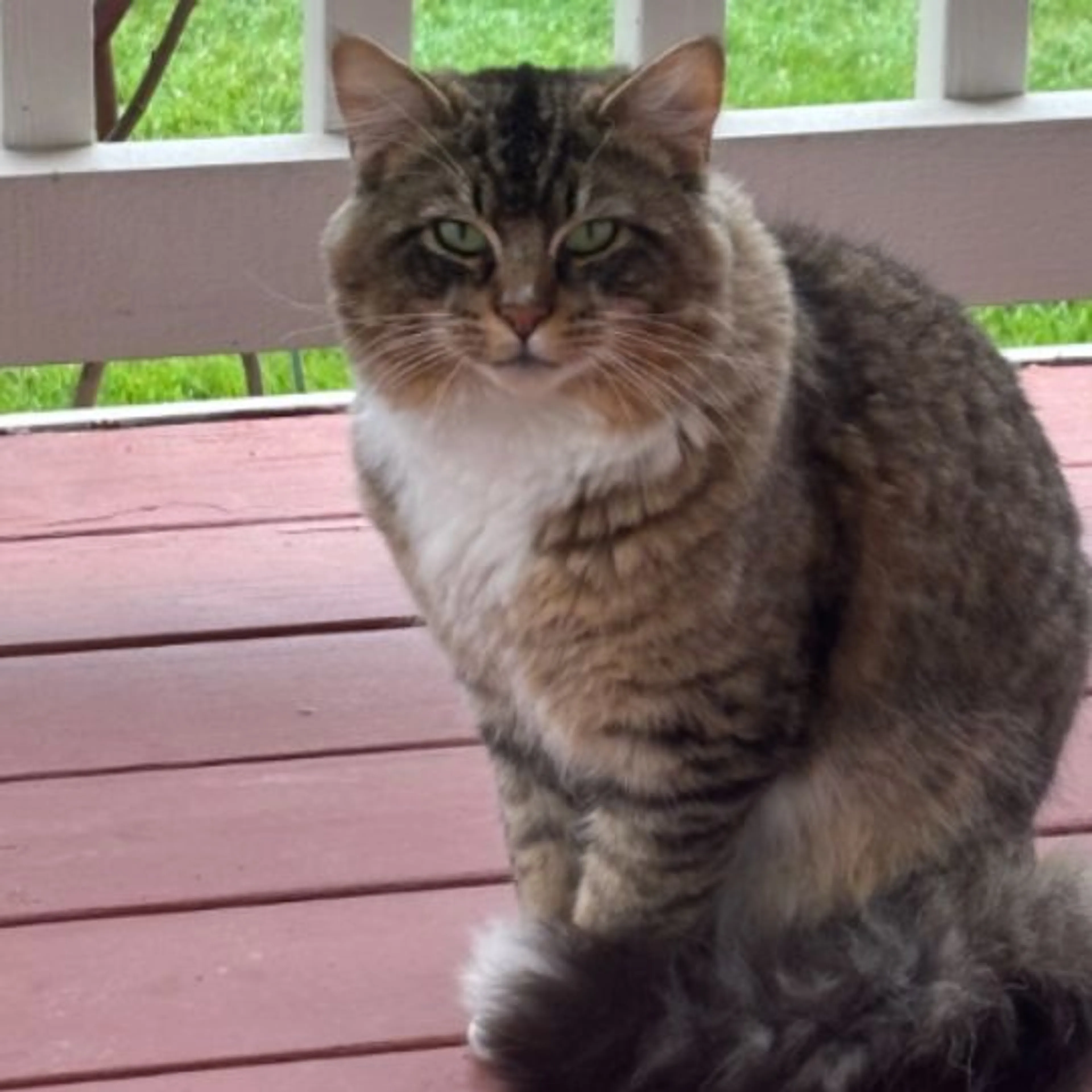 Lost pet