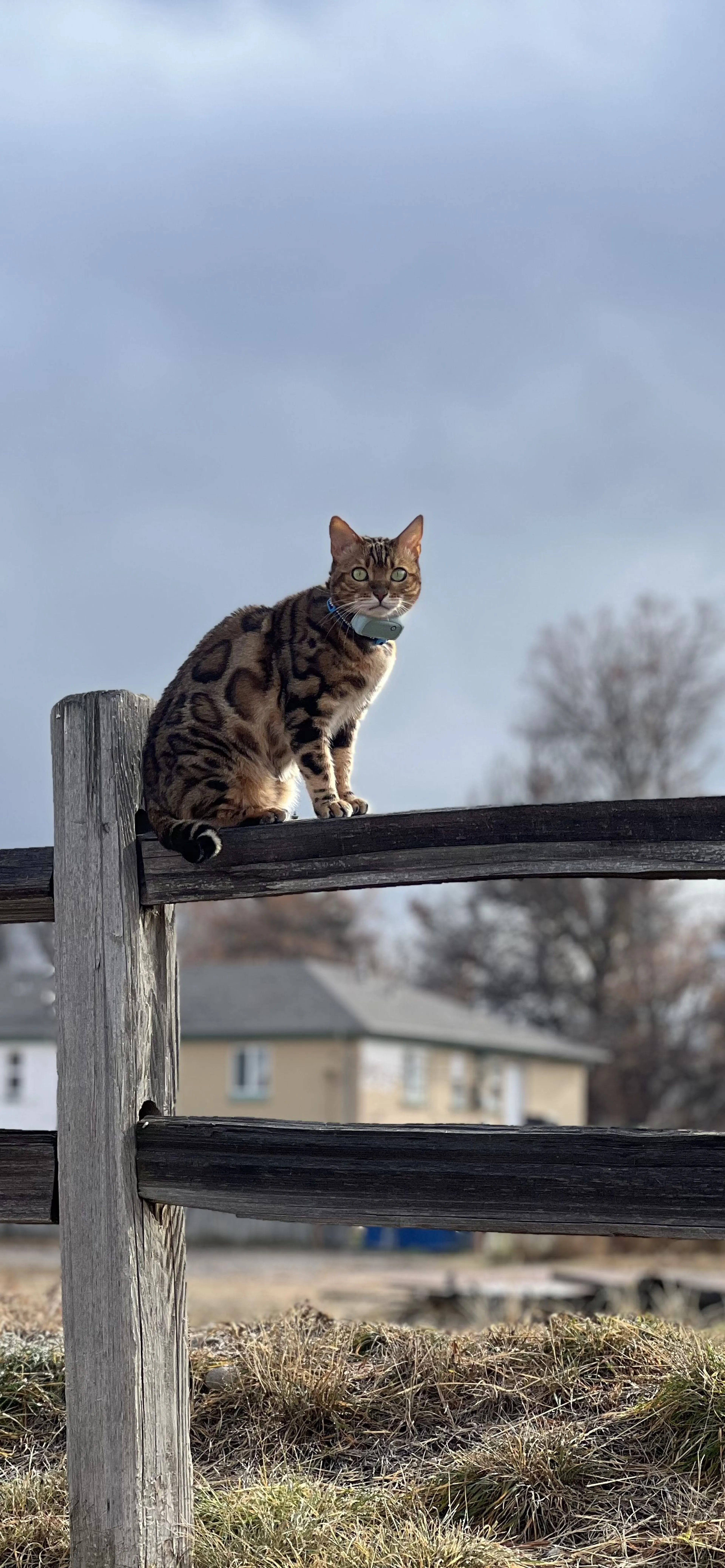 Lost pet