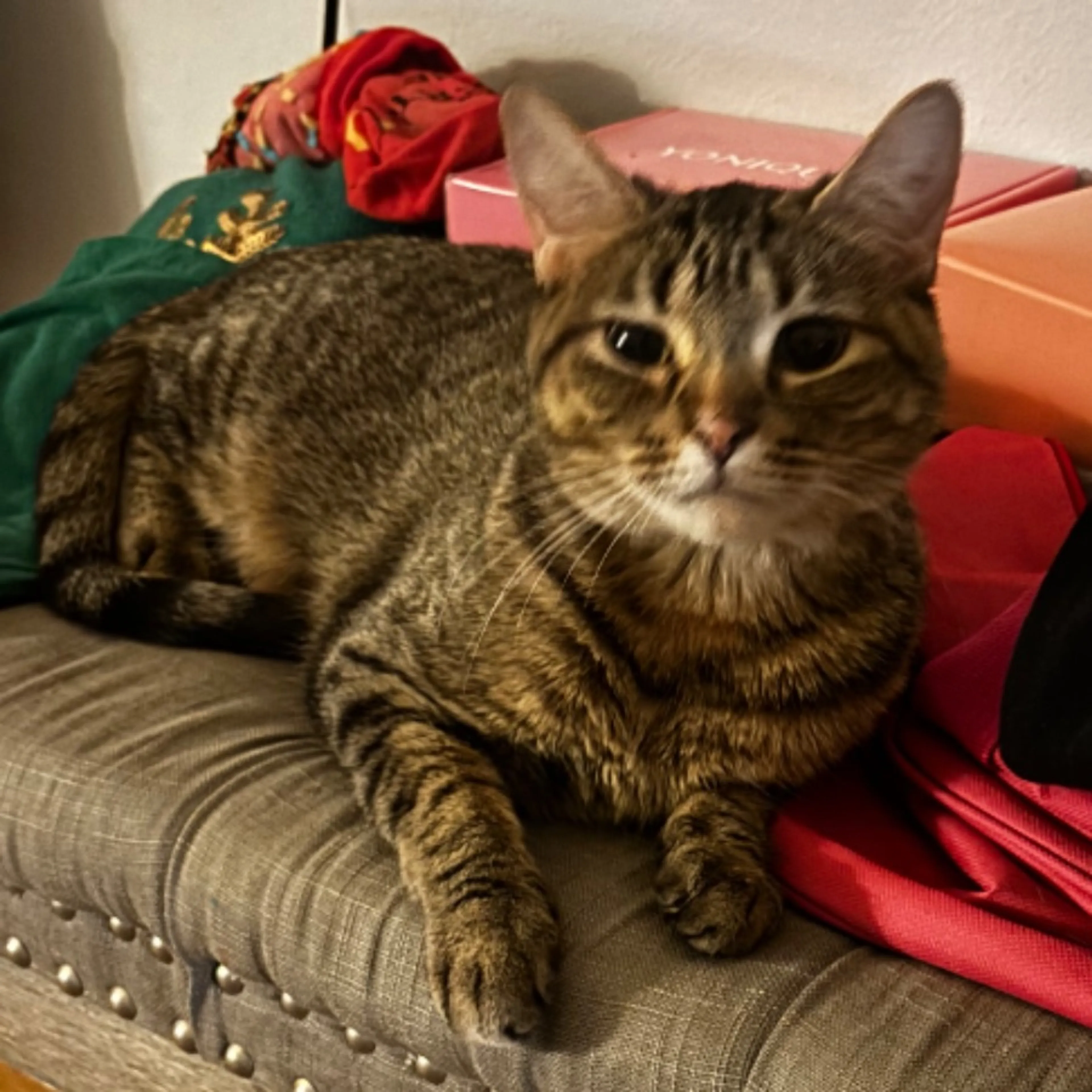 Lost pet