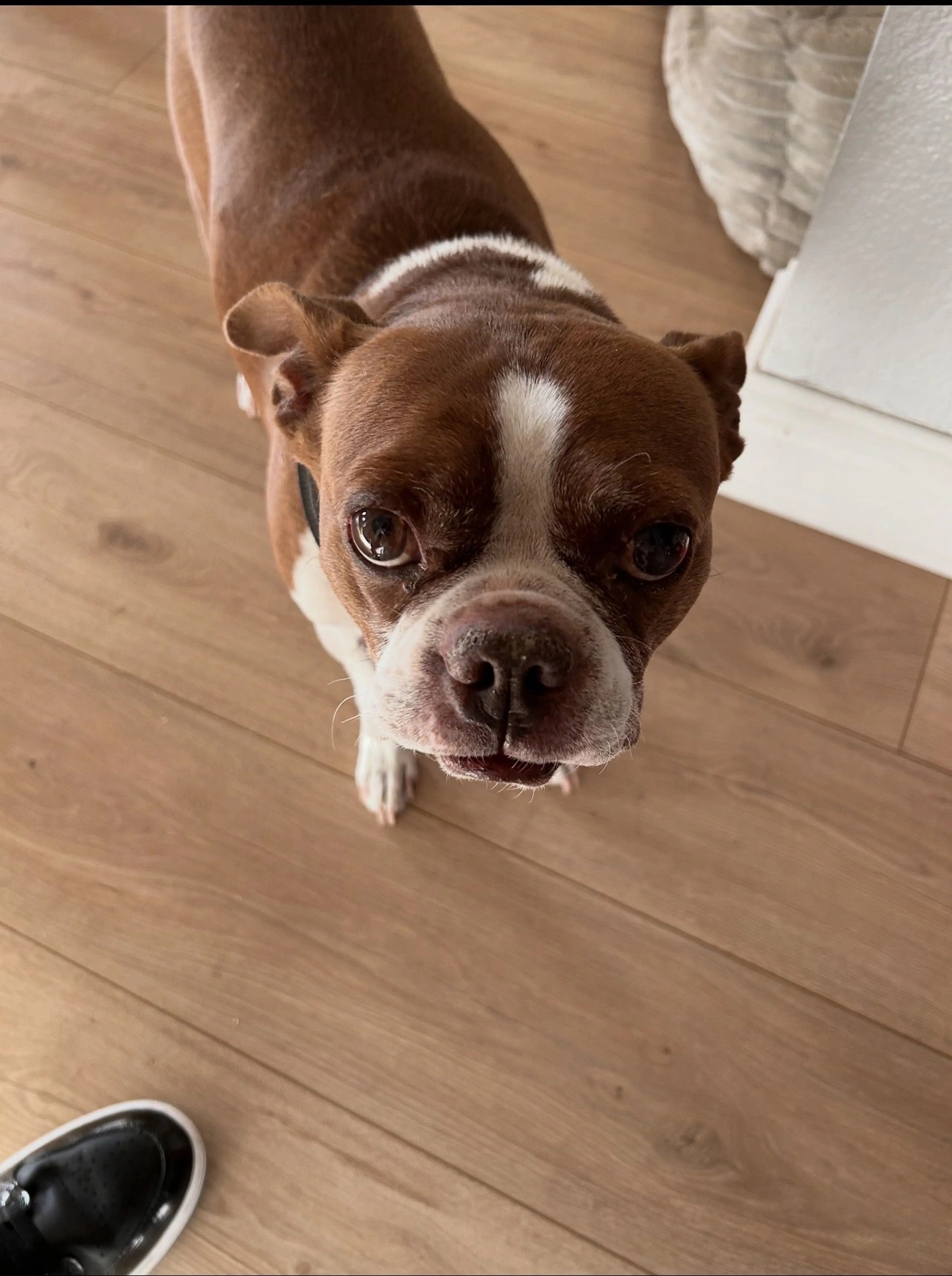 Lost pet
