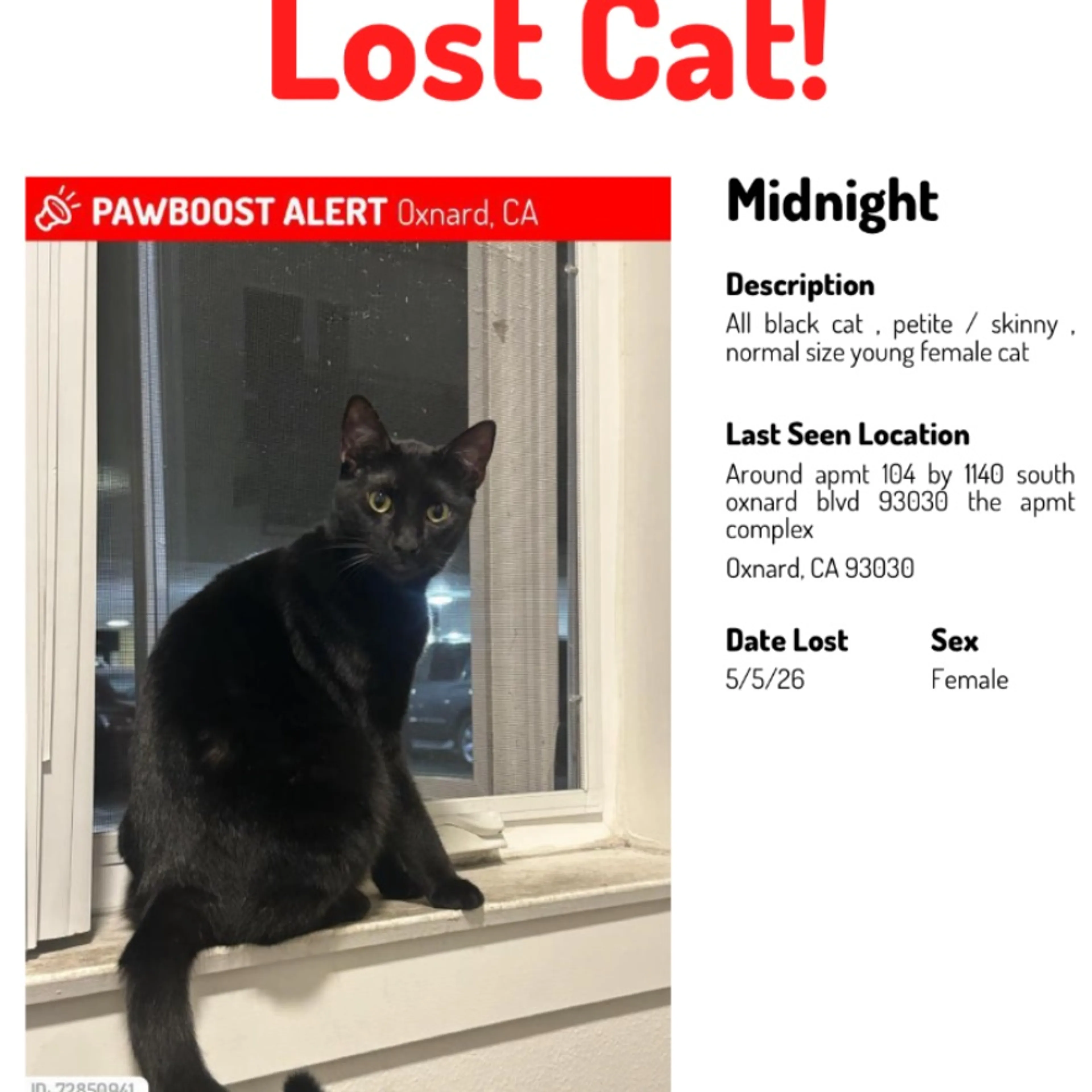 Lost pet
